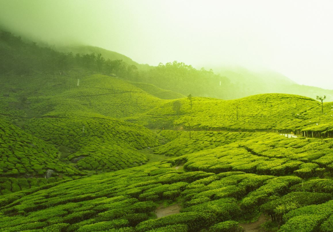 Lush green tea hills under soft morning mist and sunlight