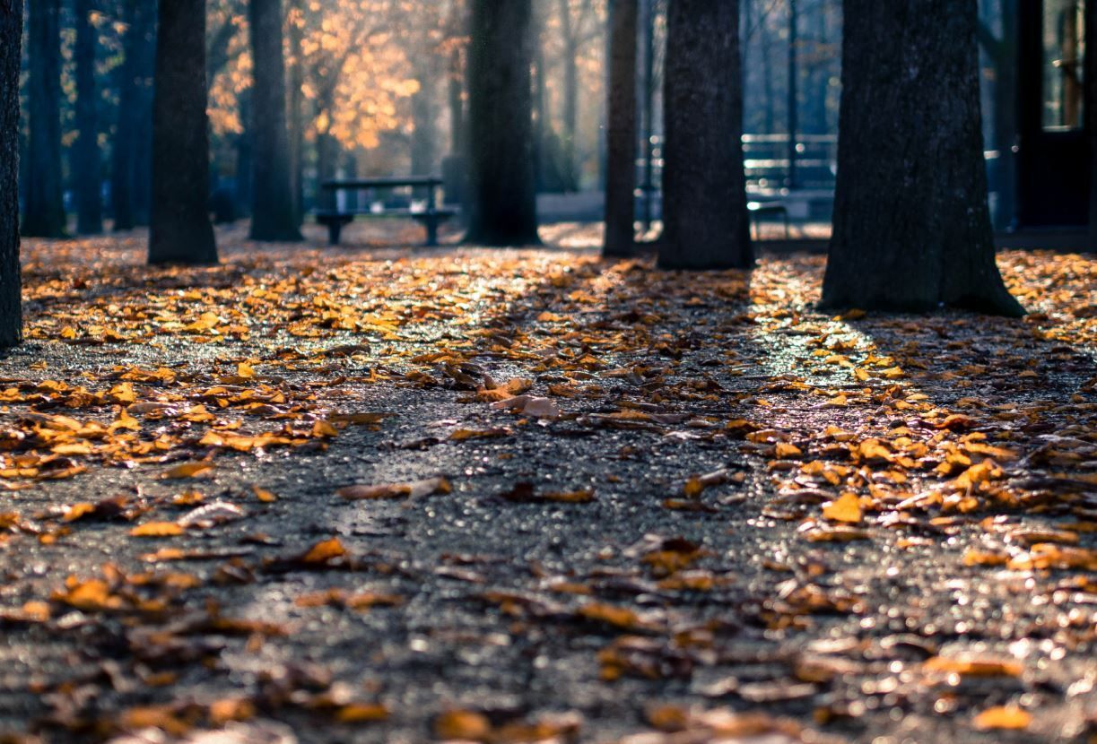 Sunlit park path covered in autumn leaves among tall trees