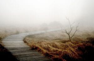 Foggy wooden boardwalk winding through a misty marsh with bare trees and dry grass
