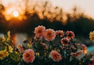 Pink flowers in a garden at sunset, with warm golden light and a blurred background.