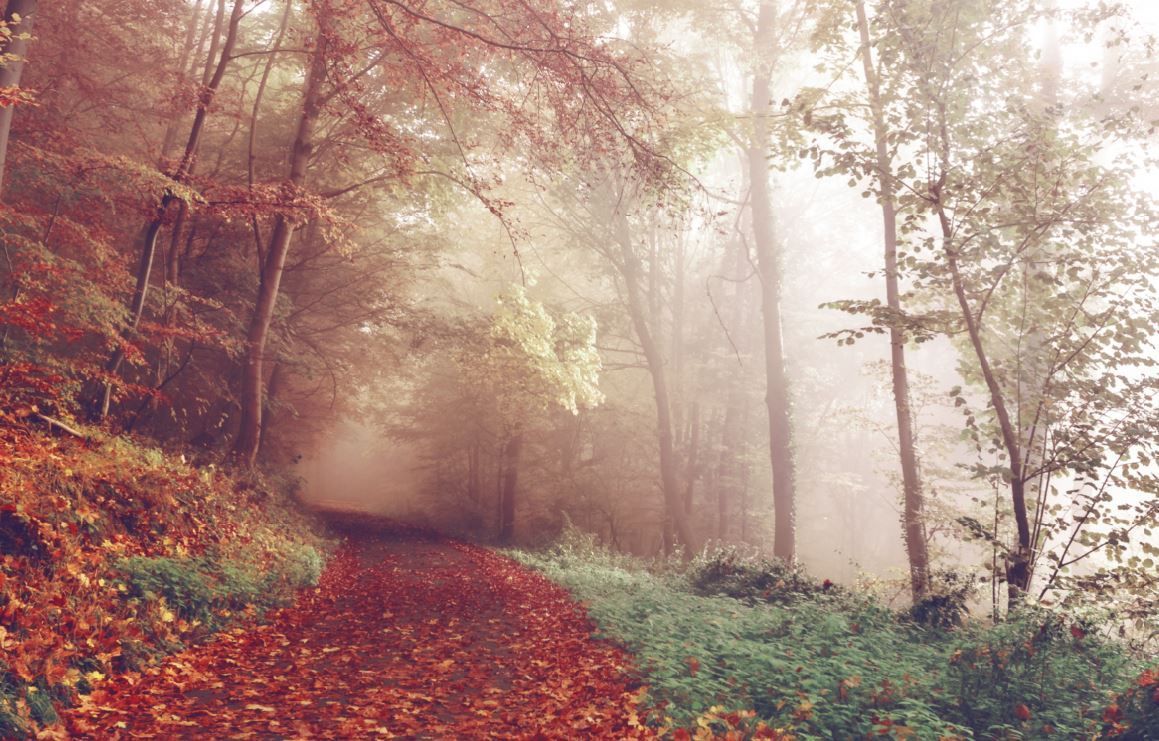 Misty forest path covered in fallen autumn leaves, with warm light filtering through tall trees