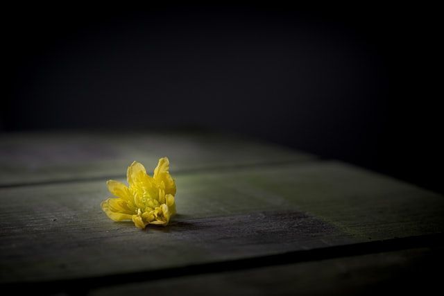 Small yellow flower on a dark wooden surface against a black background