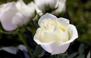 Close-up of a white rose blooming in a garden, with a blurred rose in the background