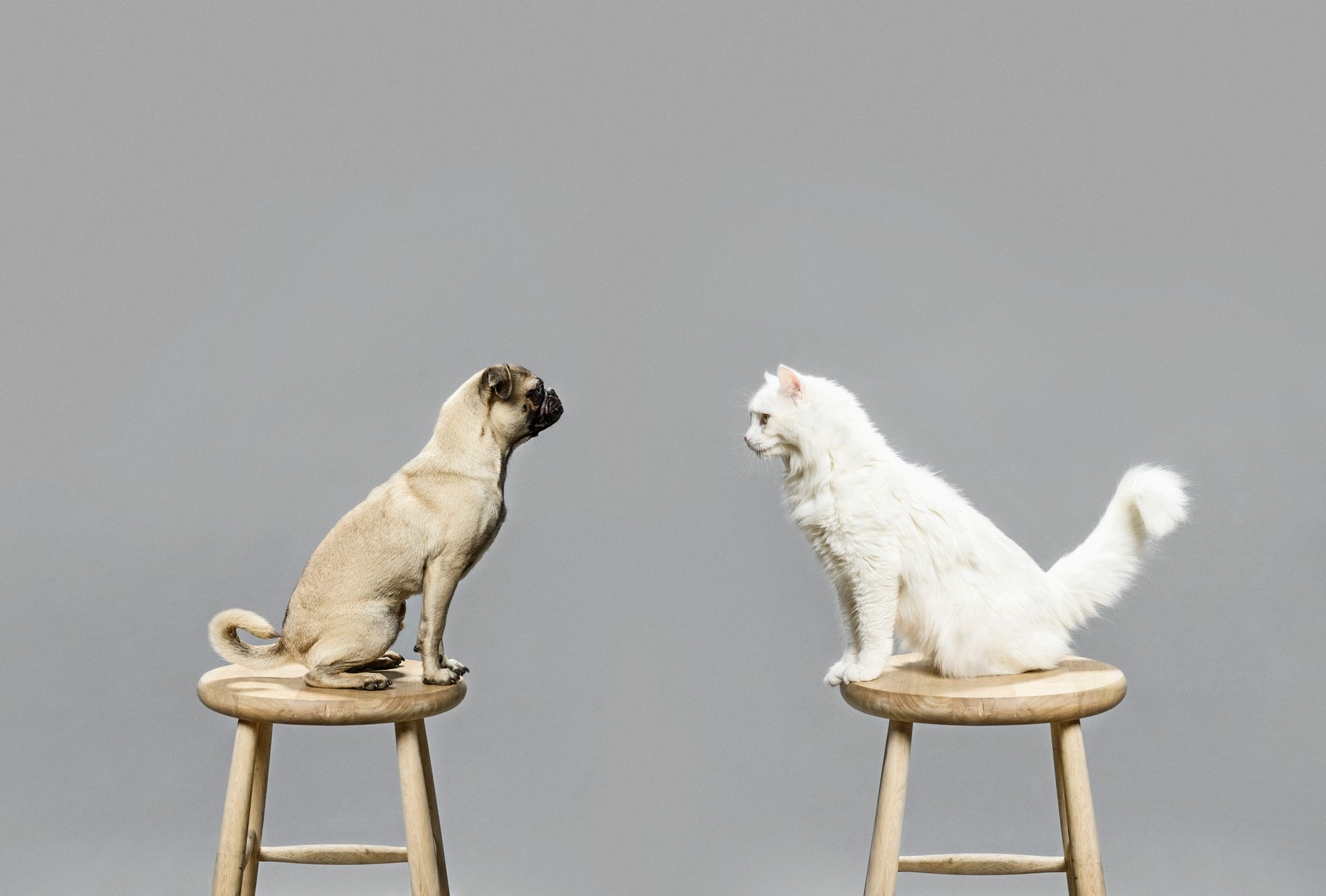 VETERINARIA