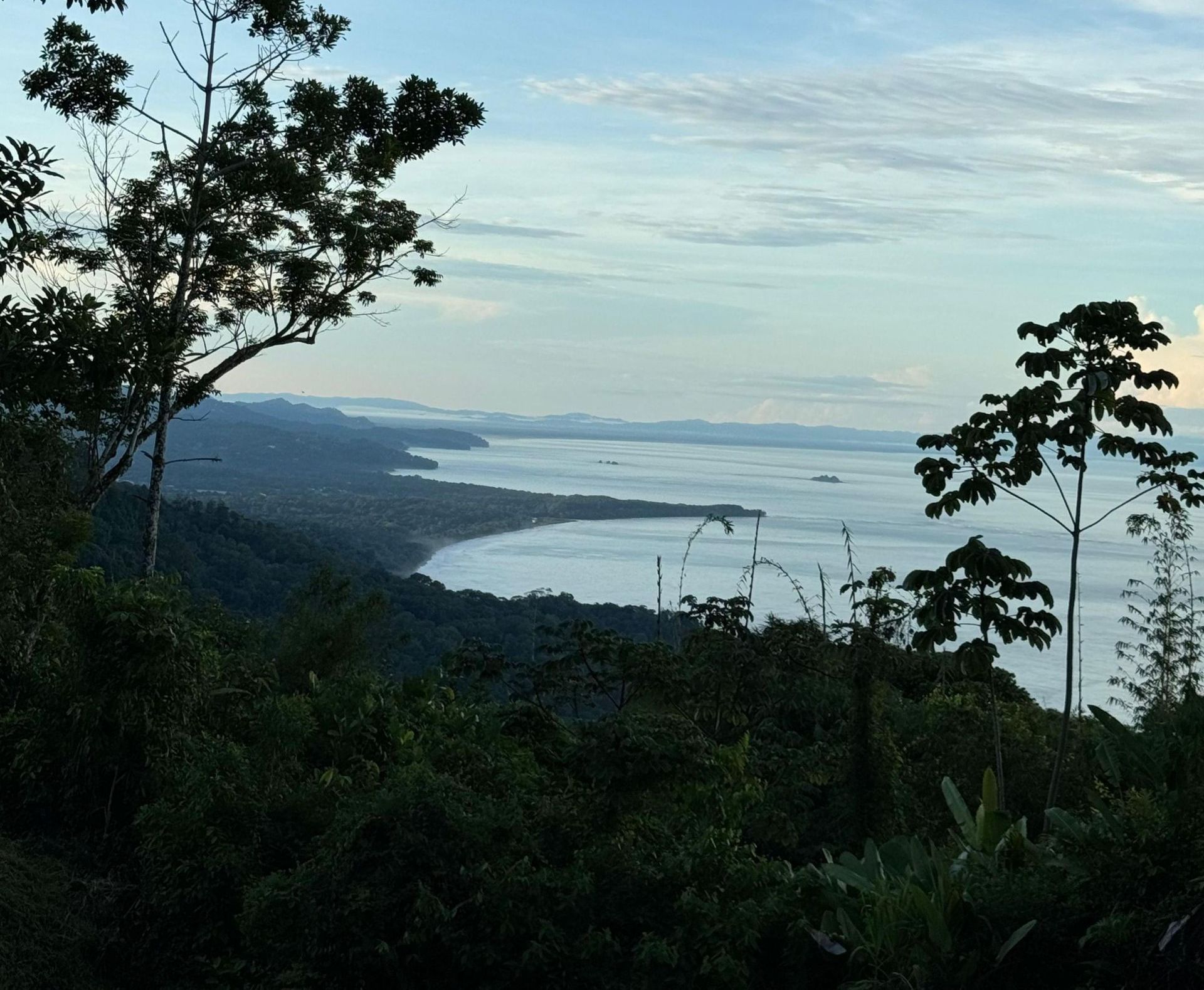 Distant coastline and calm sea at dawn, framed by dark trees in the foreground