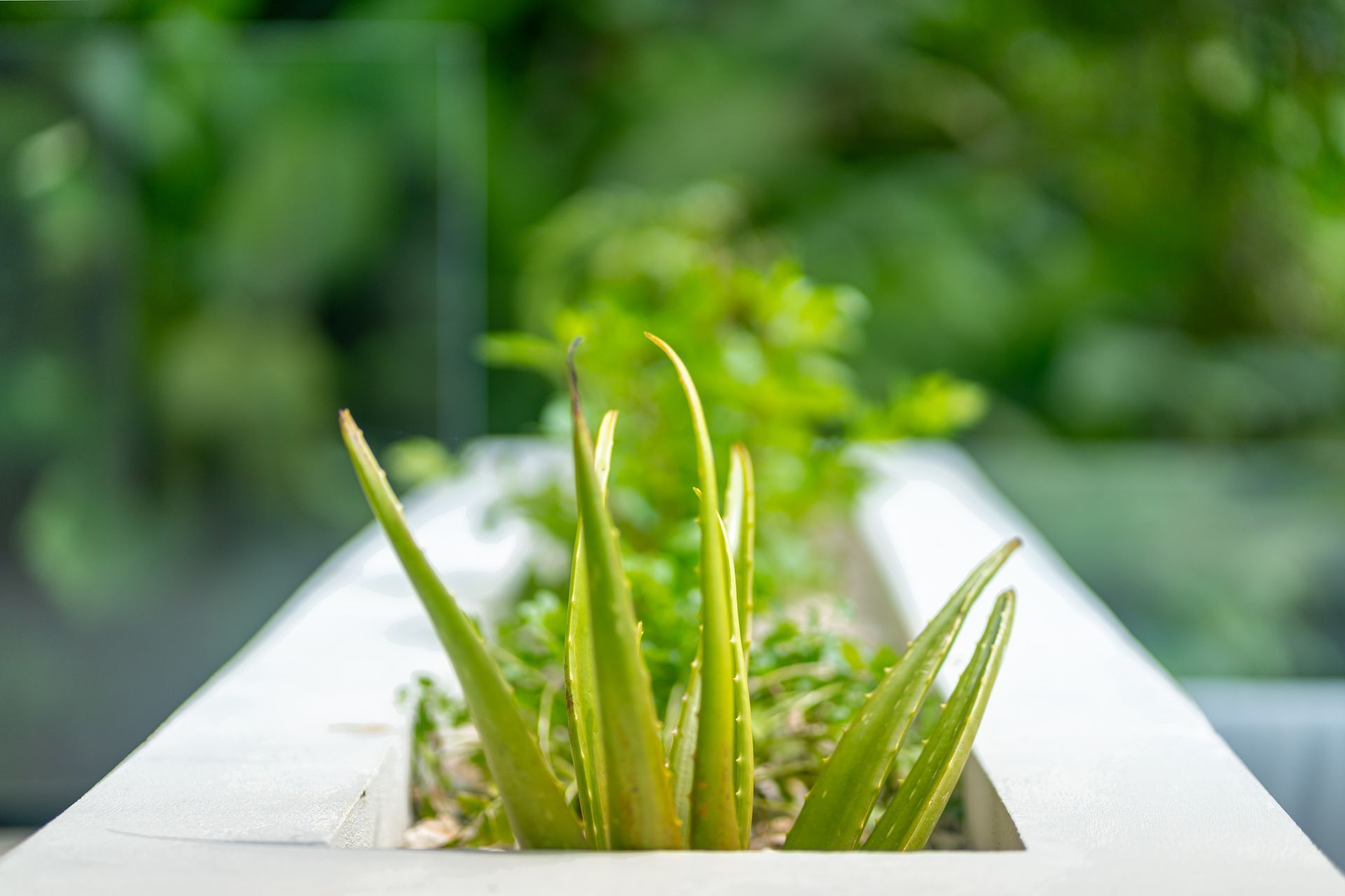 Green aloe vera plant in a white square planter with blurred greenery in the background
