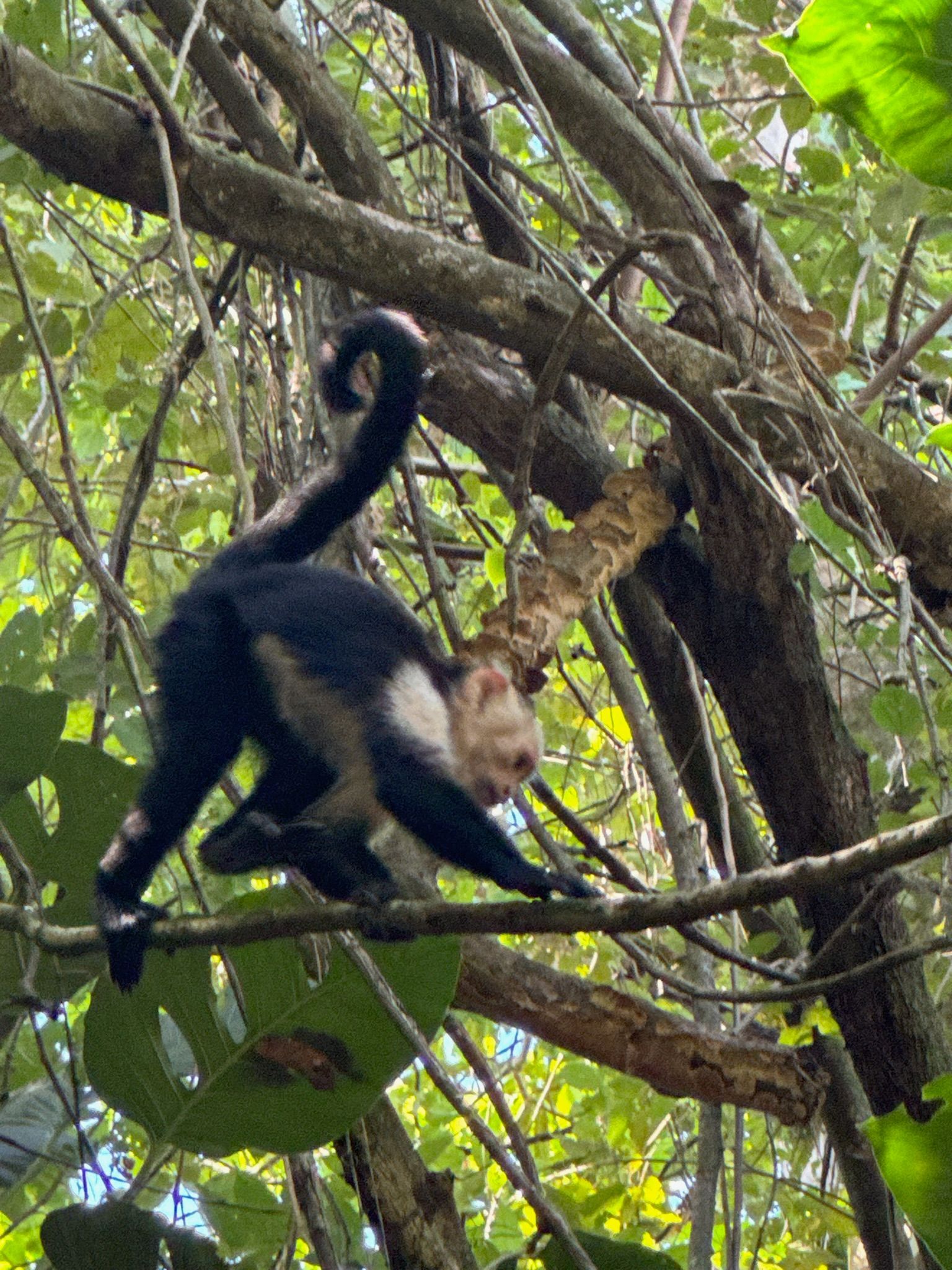 Black-and-white monkey climbing through tangled tree branches in a leafy forest canopy