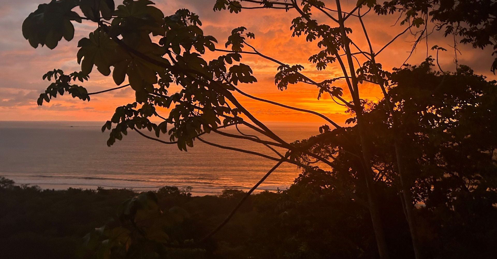 Orange sunset over a calm sea, framed by dark tree branches and leaves.
