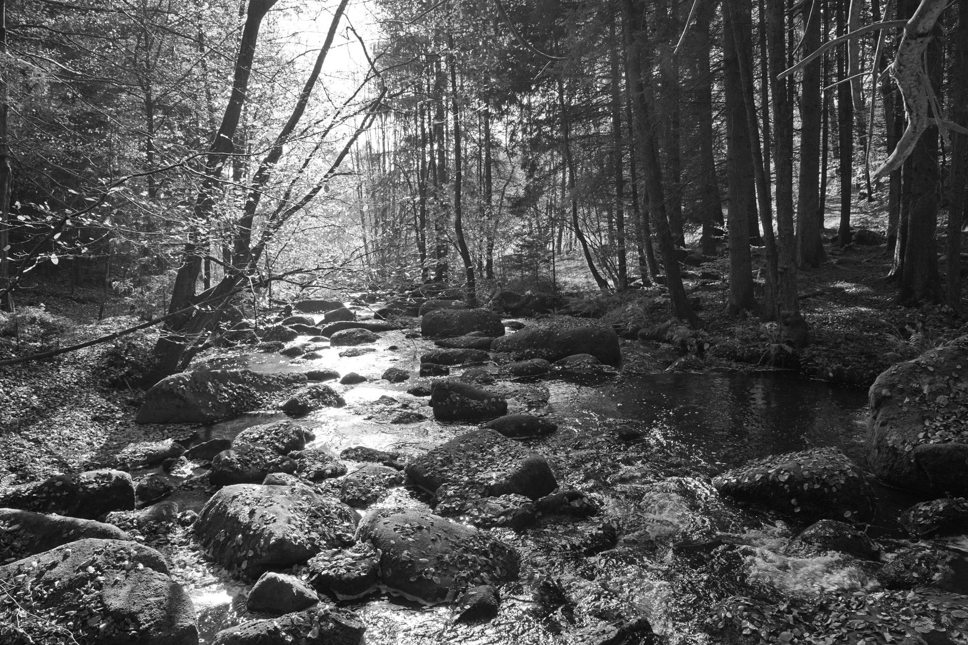 Black-and-white forest stream with sunlight reflecting on water and mossy rocks