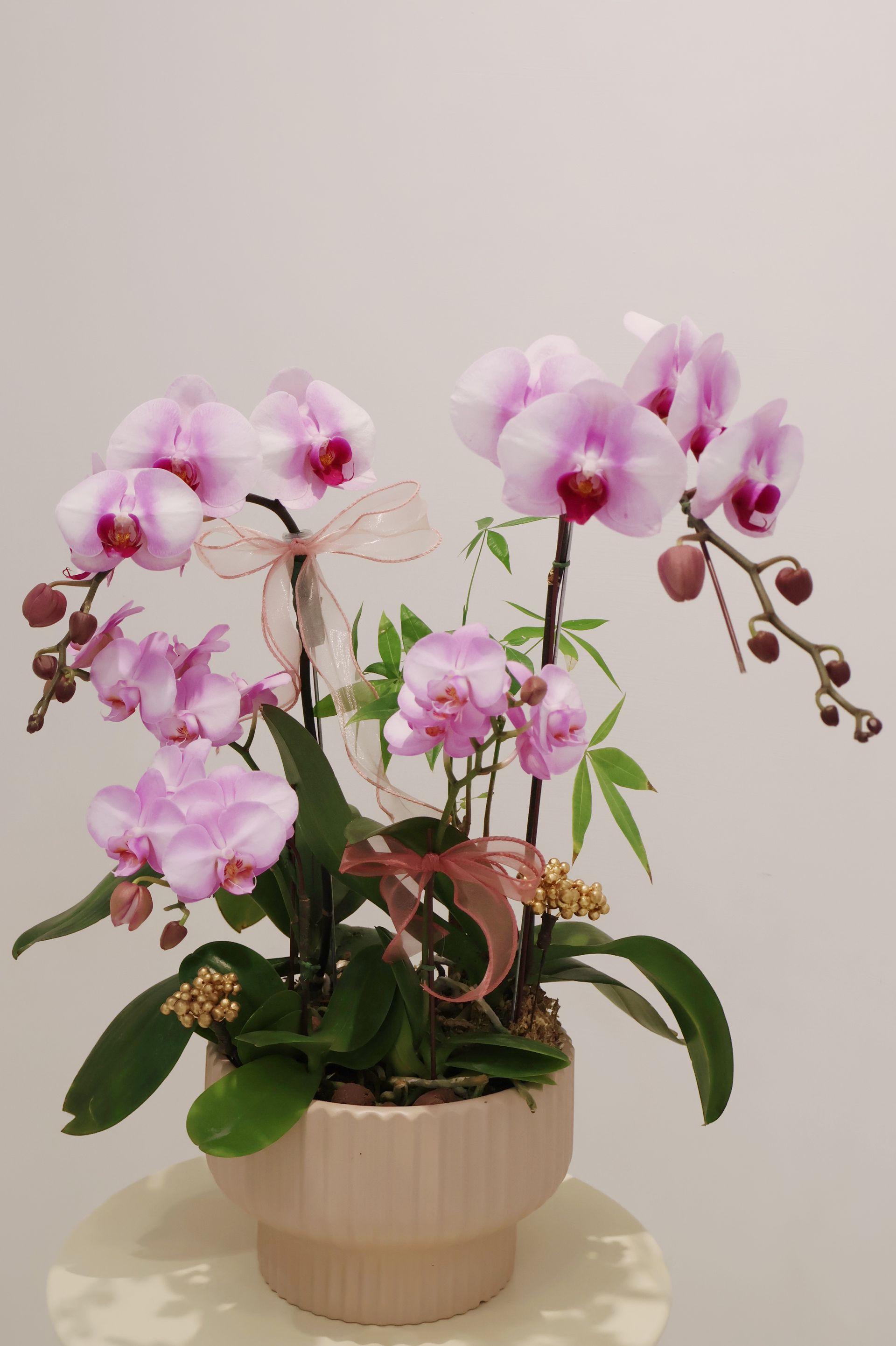米色花盆裡插著粉紅色和白色的蘭花，點綴著緞帶和綠葉，背景是白色的。
