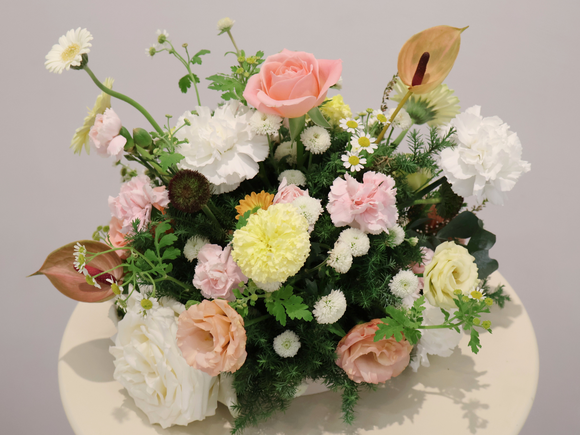 伴日花所,植物健康,植栽,花朵