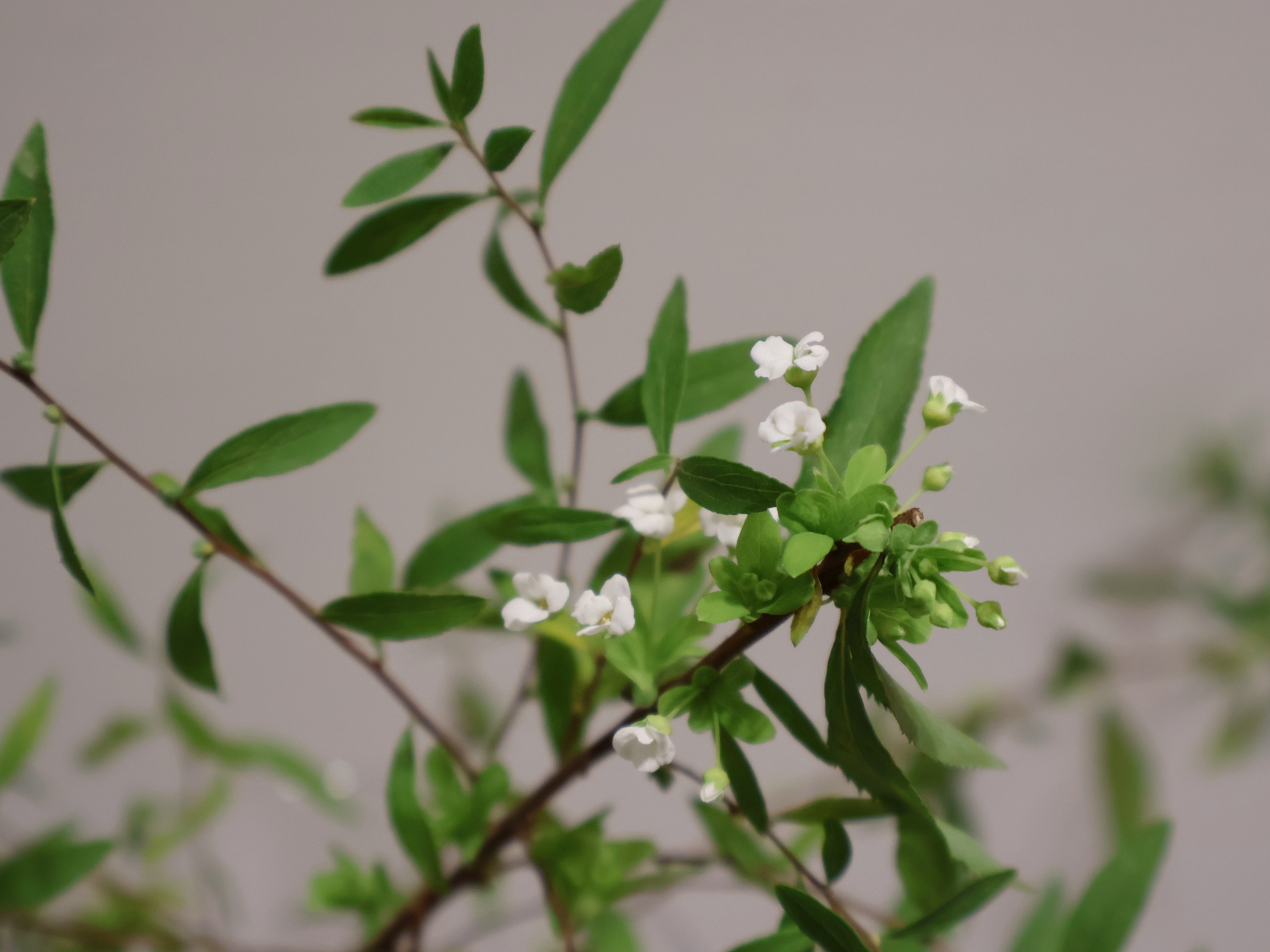 伴日花所,植栽,空氣,植物