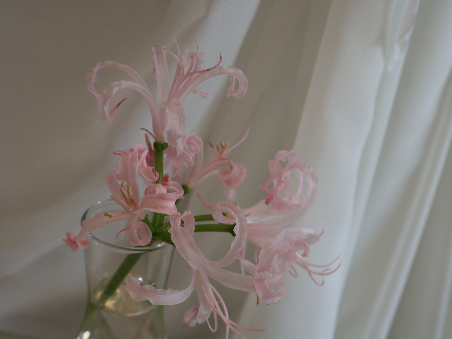 伴日花所,花莖,花材吸水