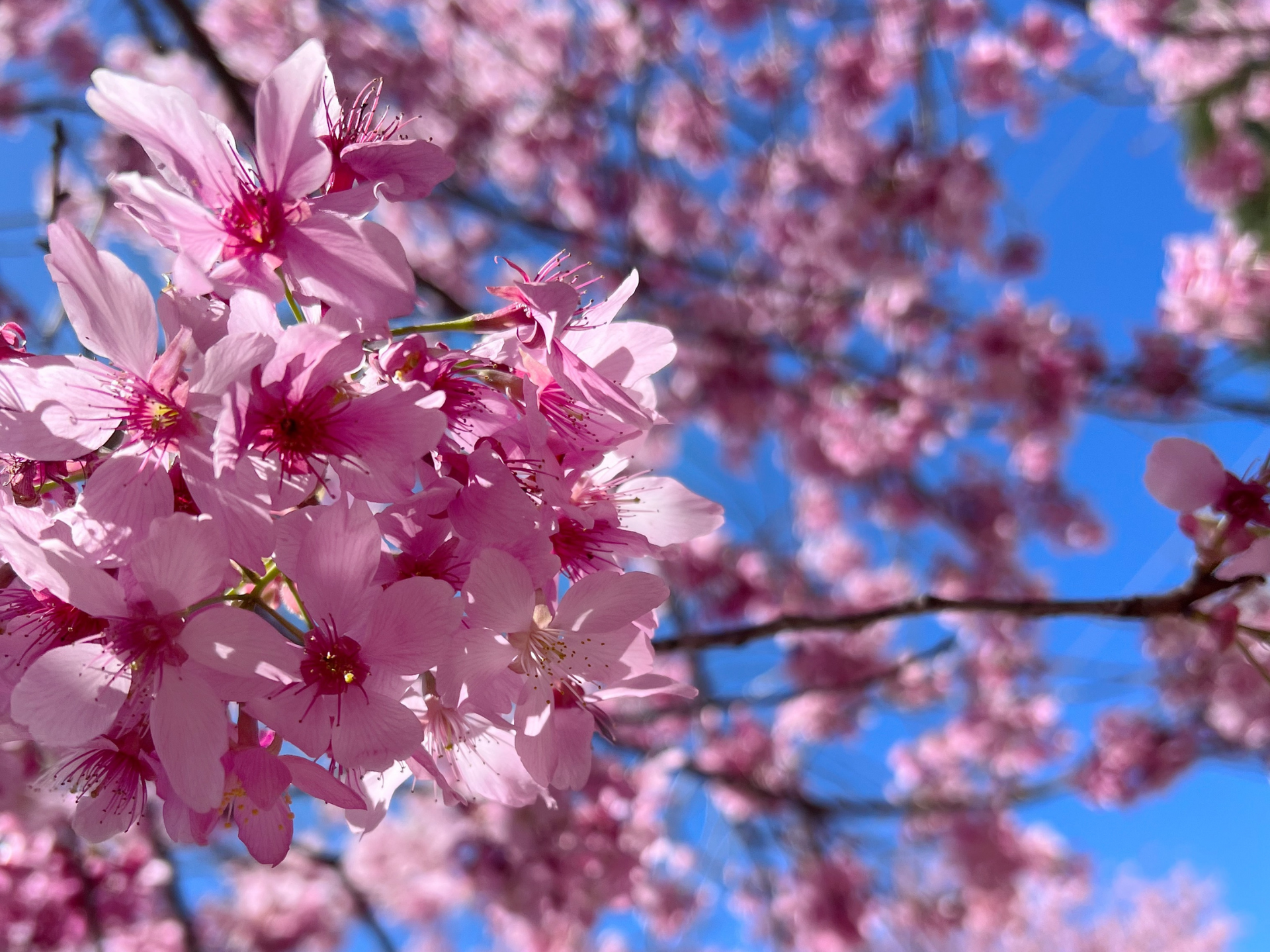 伴日花所,文化,世界花卉,花語