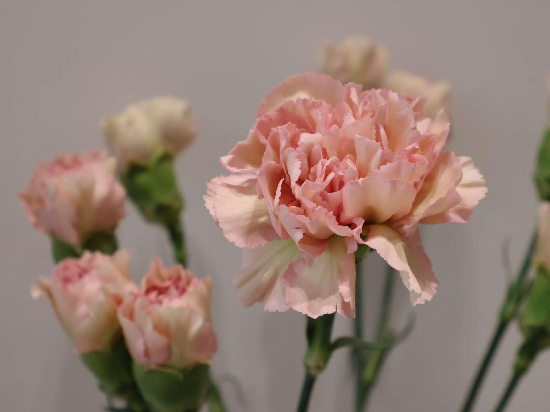 Pink carnations in various stages of bloom, against a neutral background.