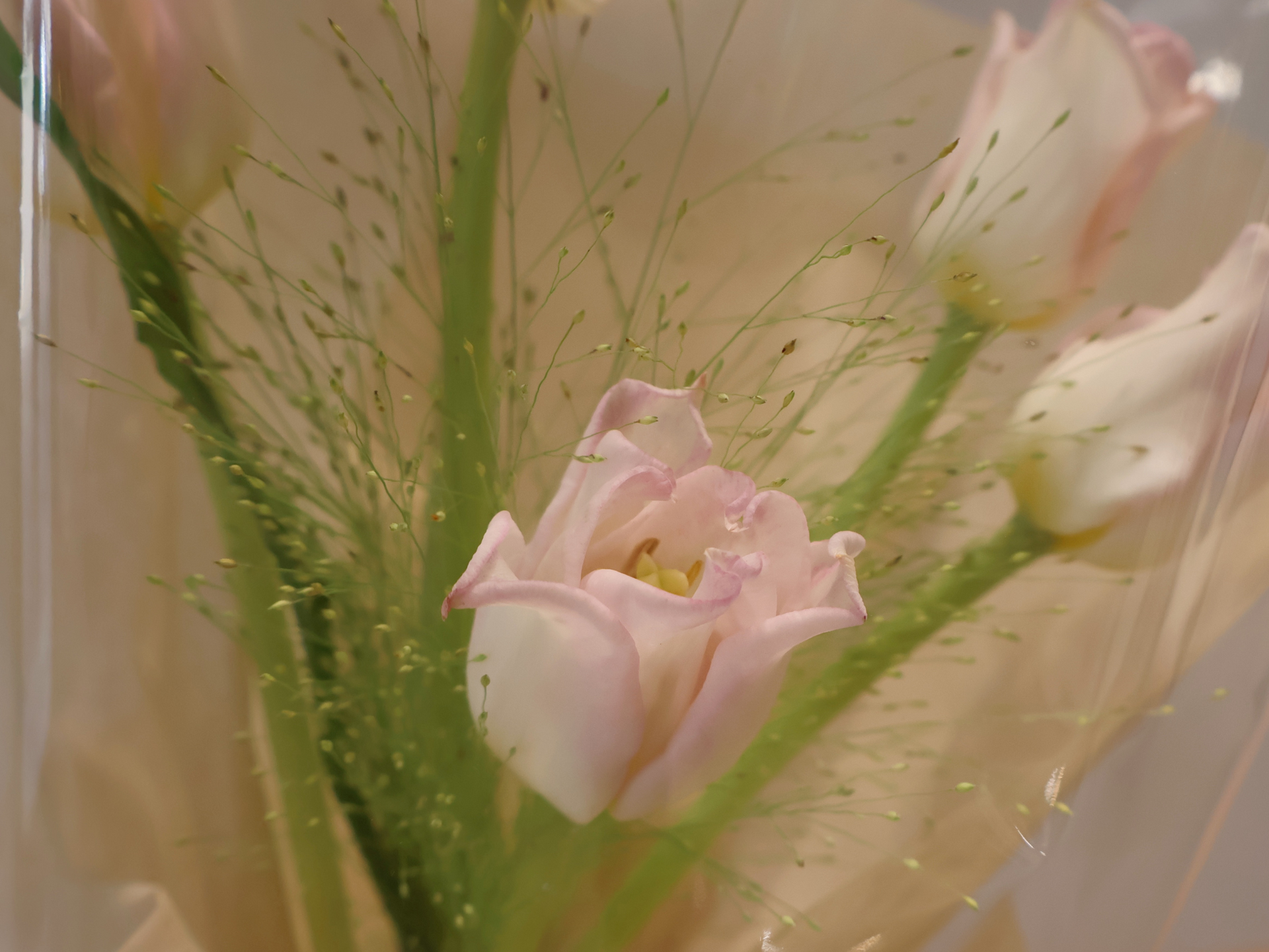 伴日花所,花莖,花材吸水