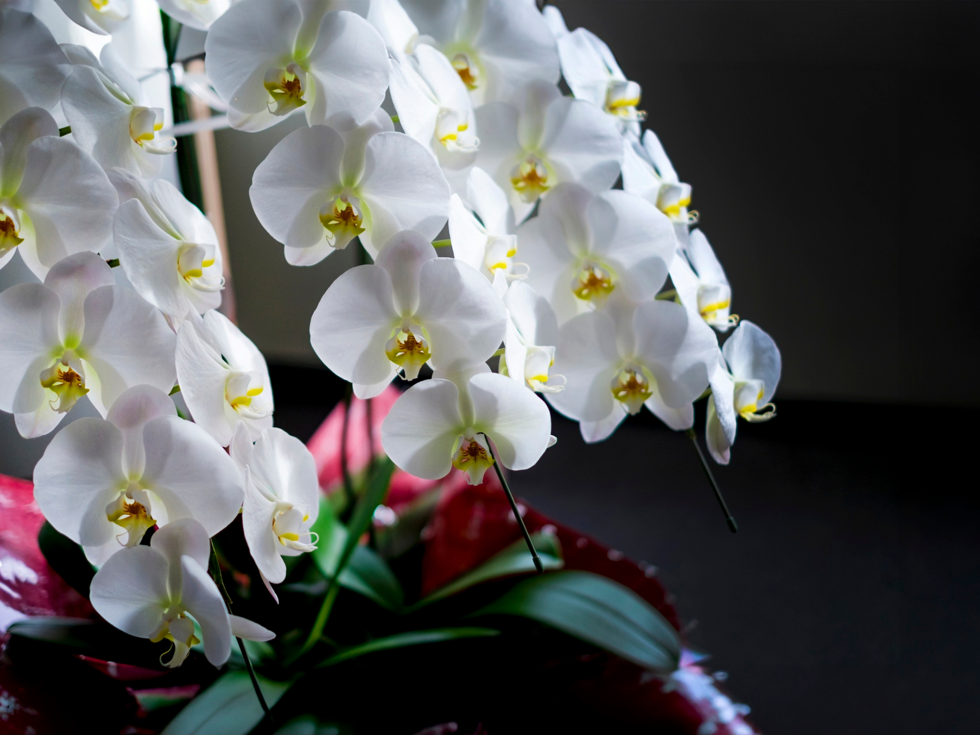 White orchids with yellow centers cascading over green leaves against a dark background
