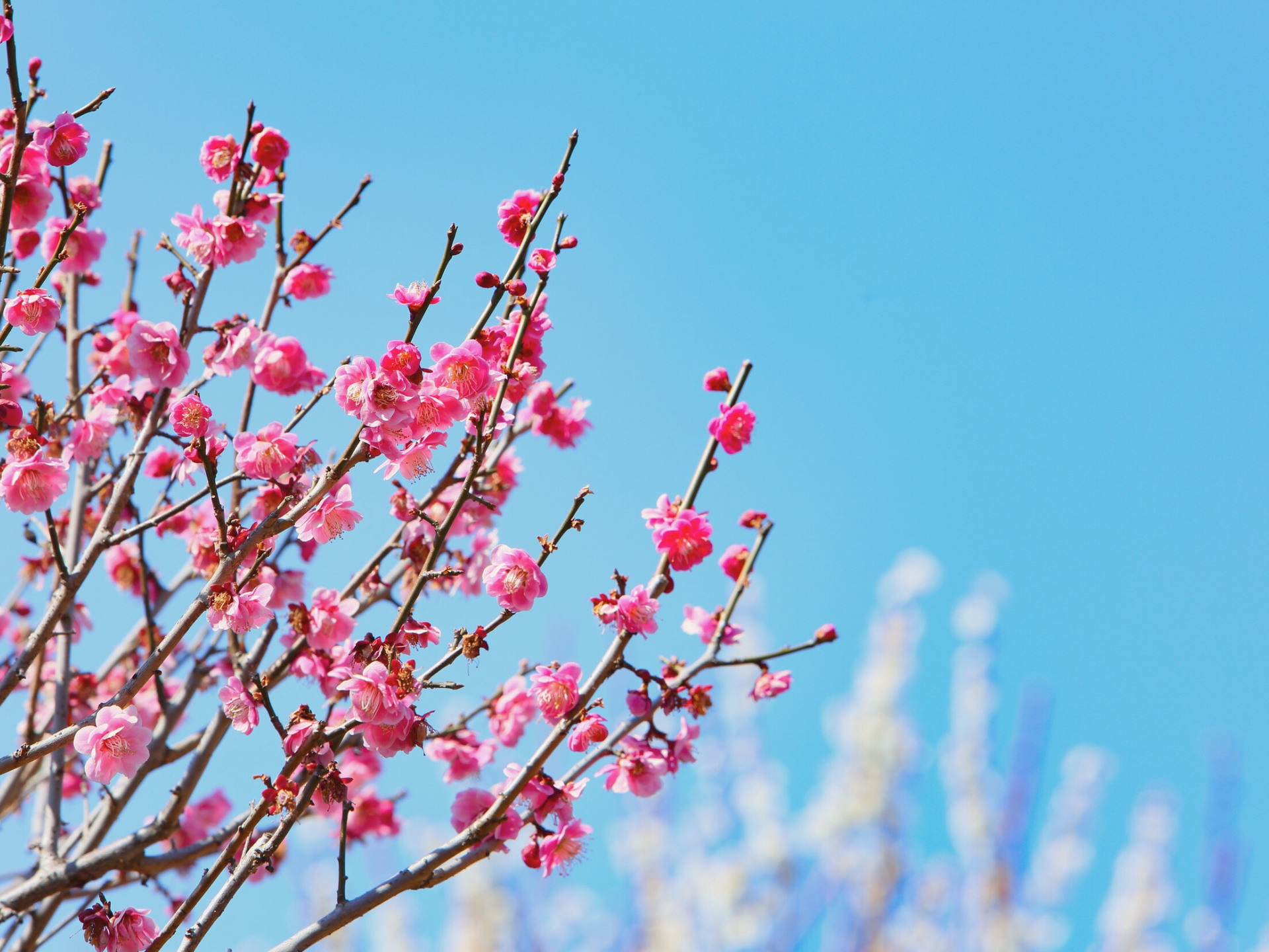 伴日花所