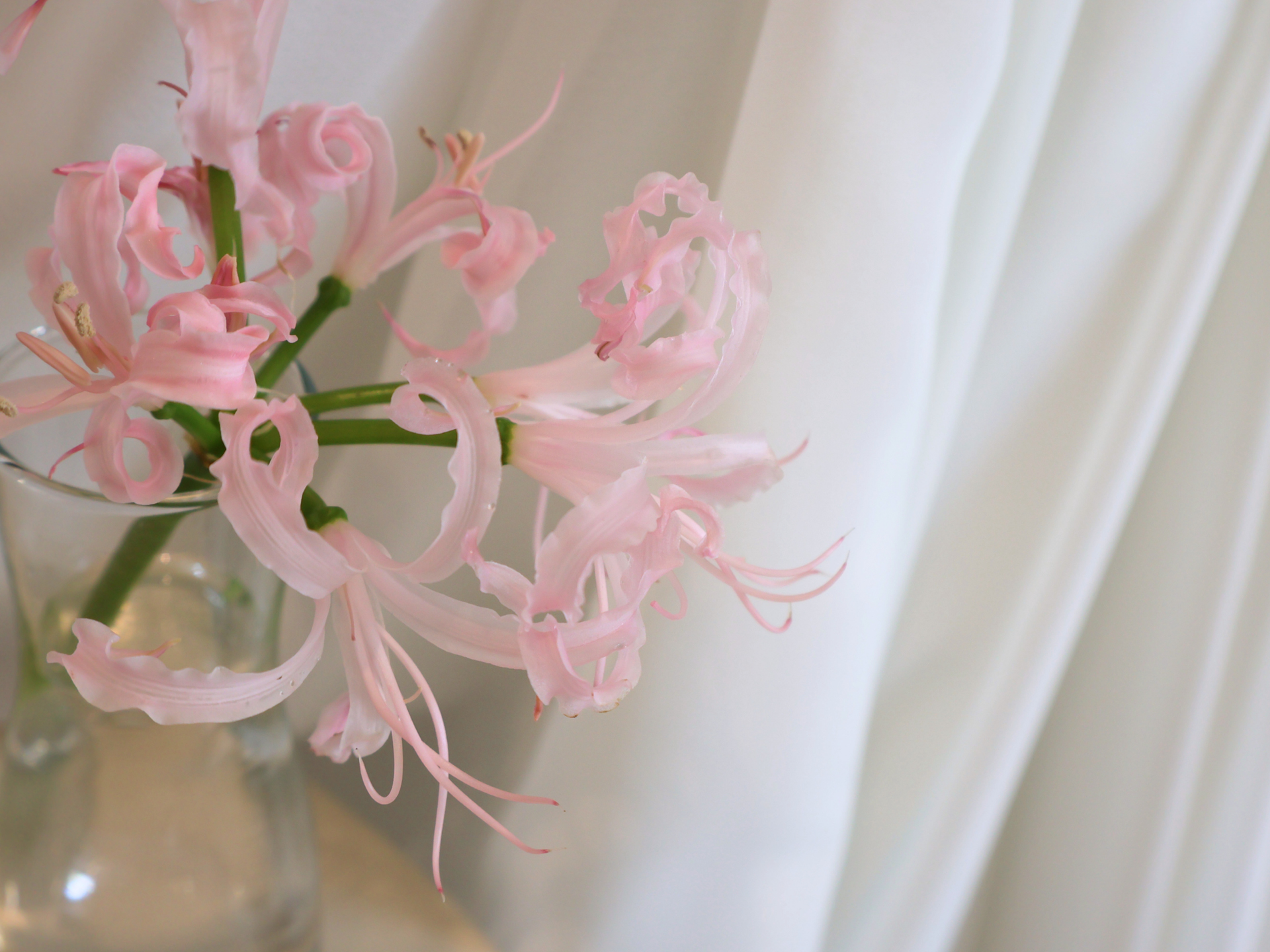 Pink flowers in a glass vase against soft white drapery