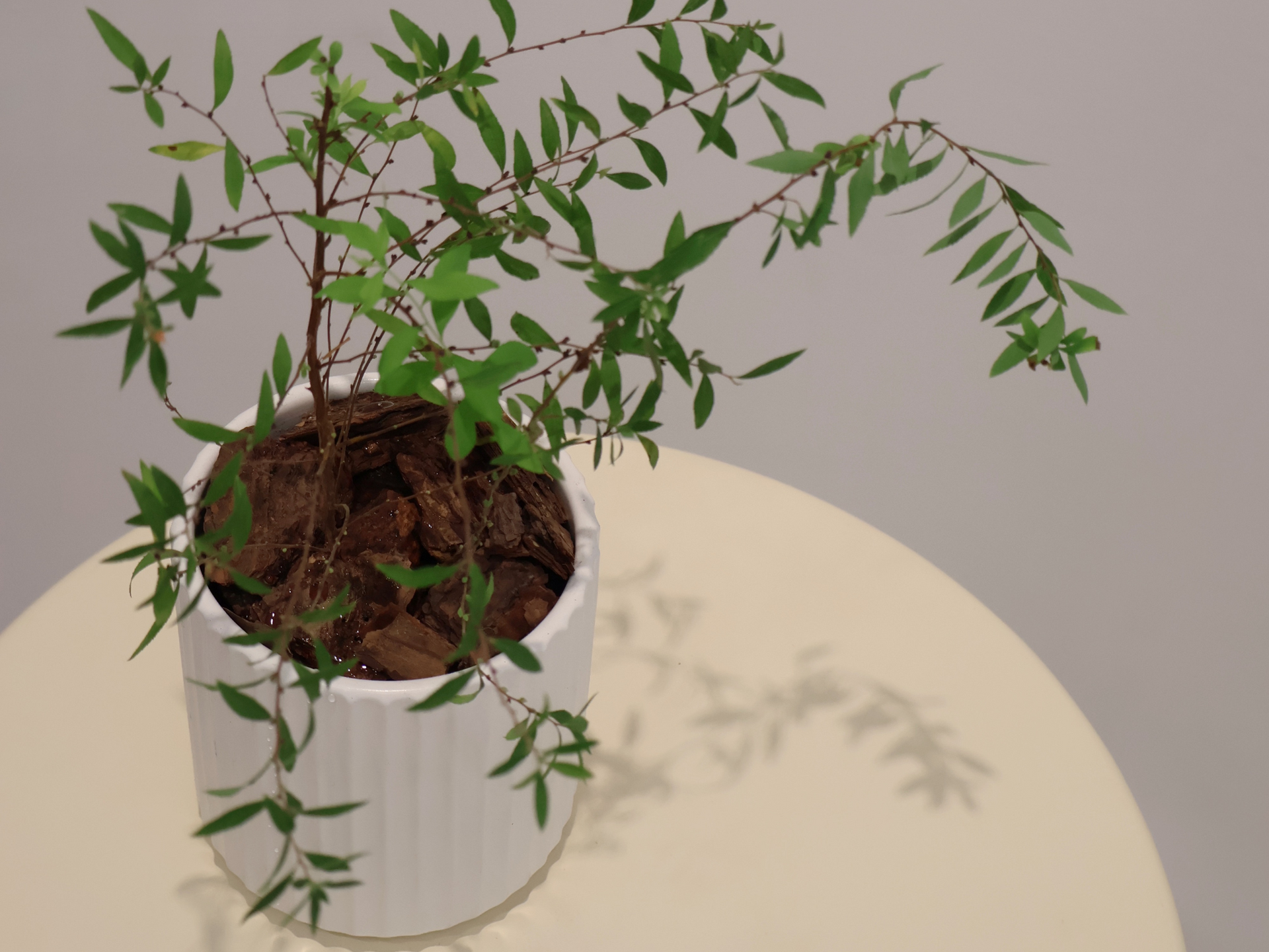 伴日花所,植栽,空氣,植物