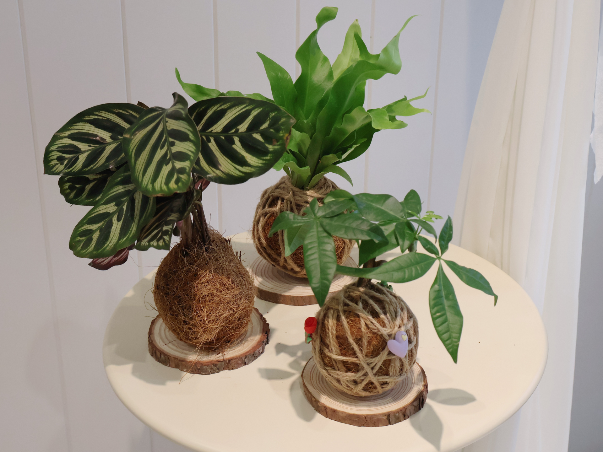 伴日花所,植栽,空氣,植物