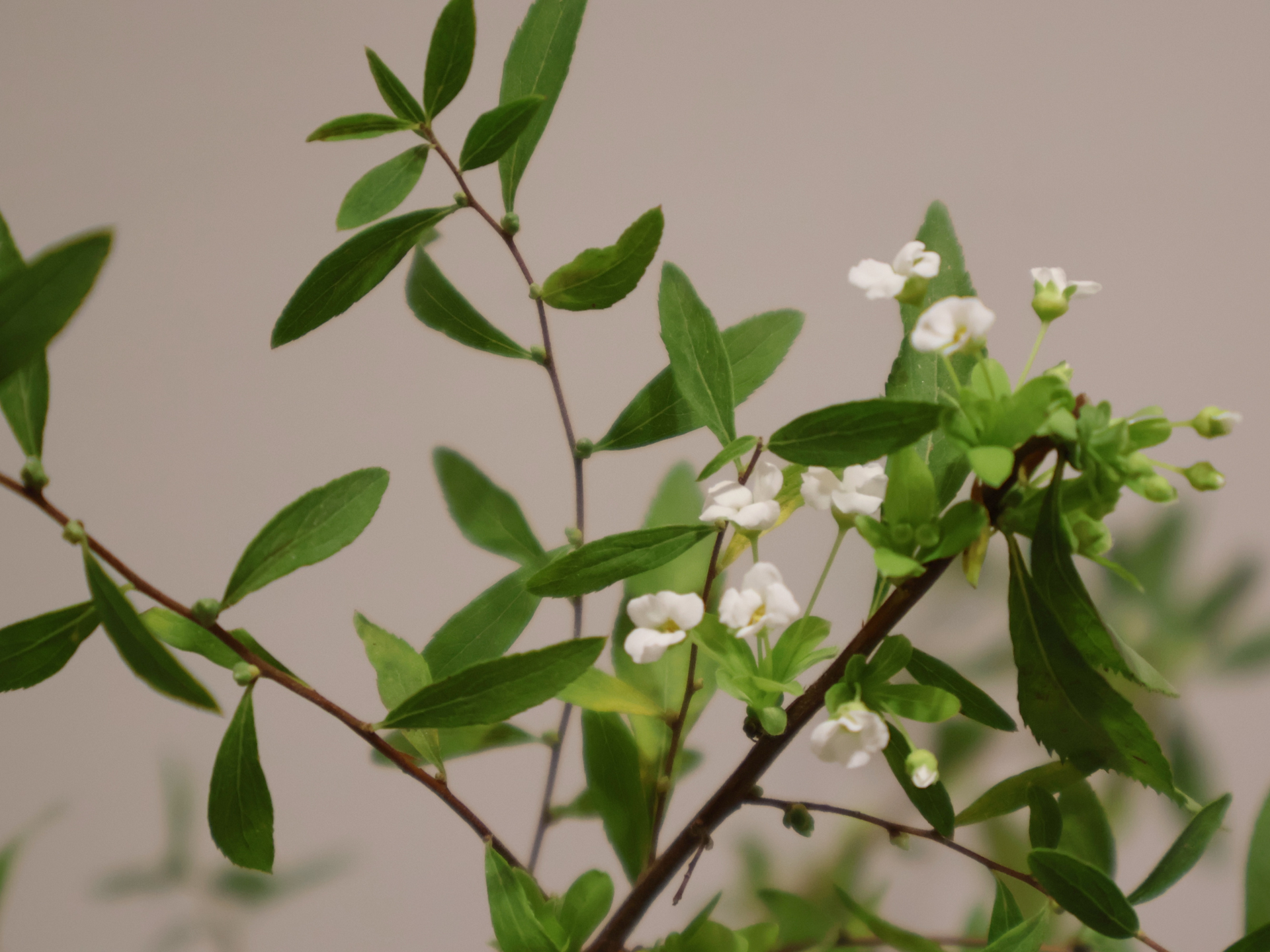 伴日花所,花莖,花材吸水