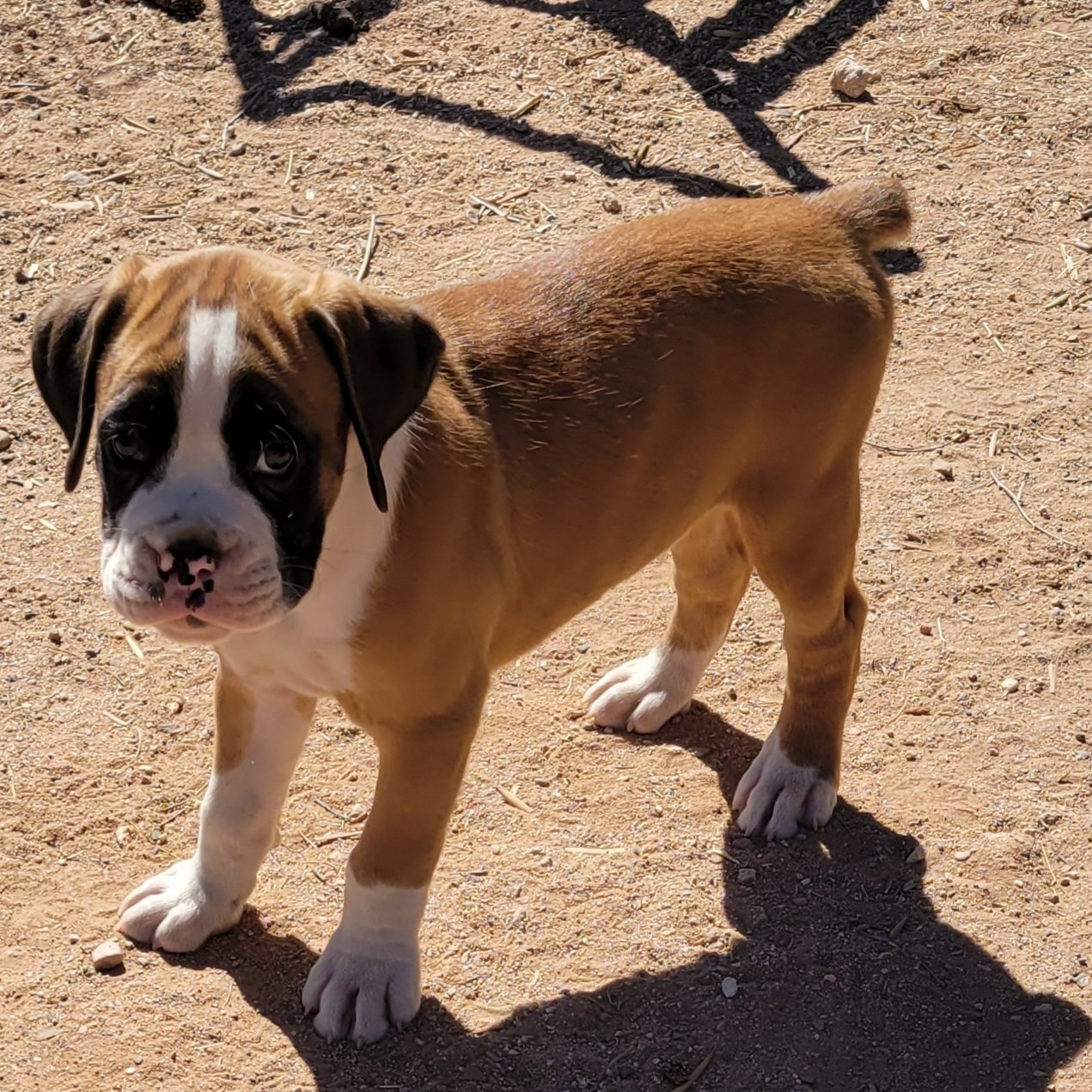 Boxer, Breeding, Puppies, Canine, AKC, CKC , Tucson, AZ