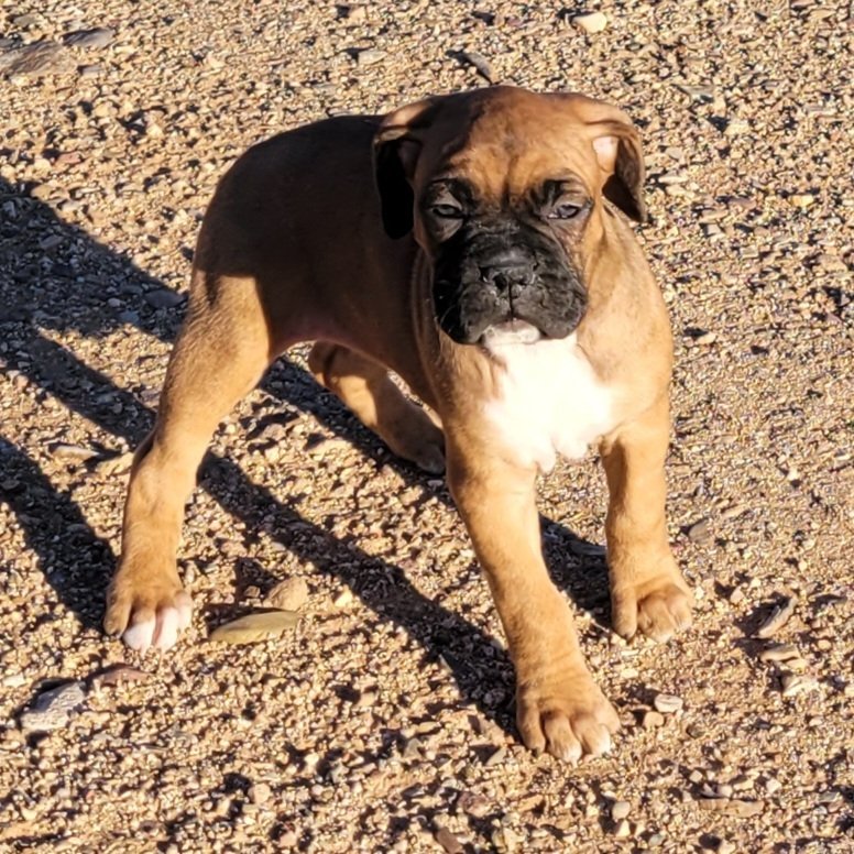 Boxer, Breeding, Puppies, Canine, AKC, CKC , Tucson, AZ