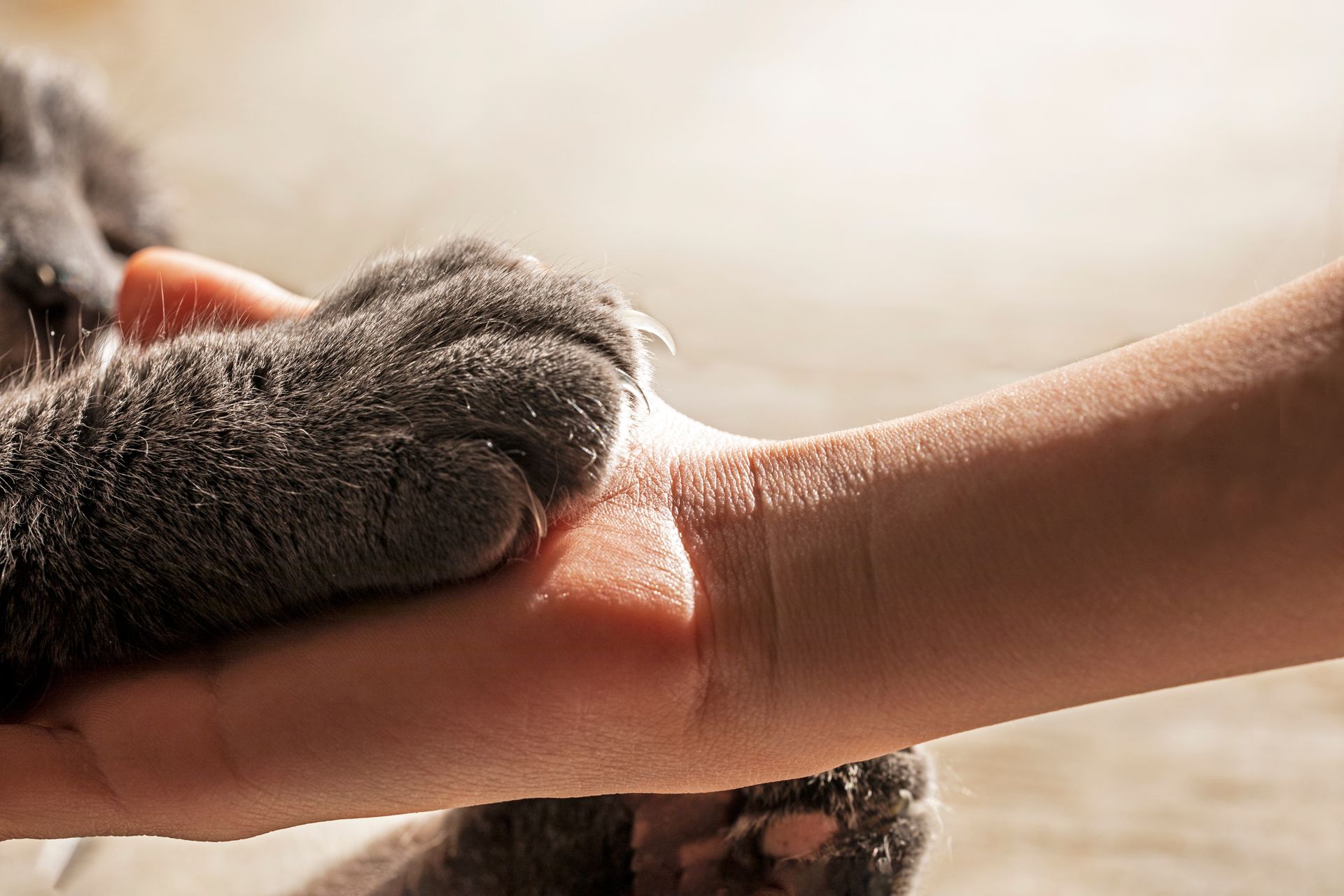 Gray cat paw rests on a human hand.