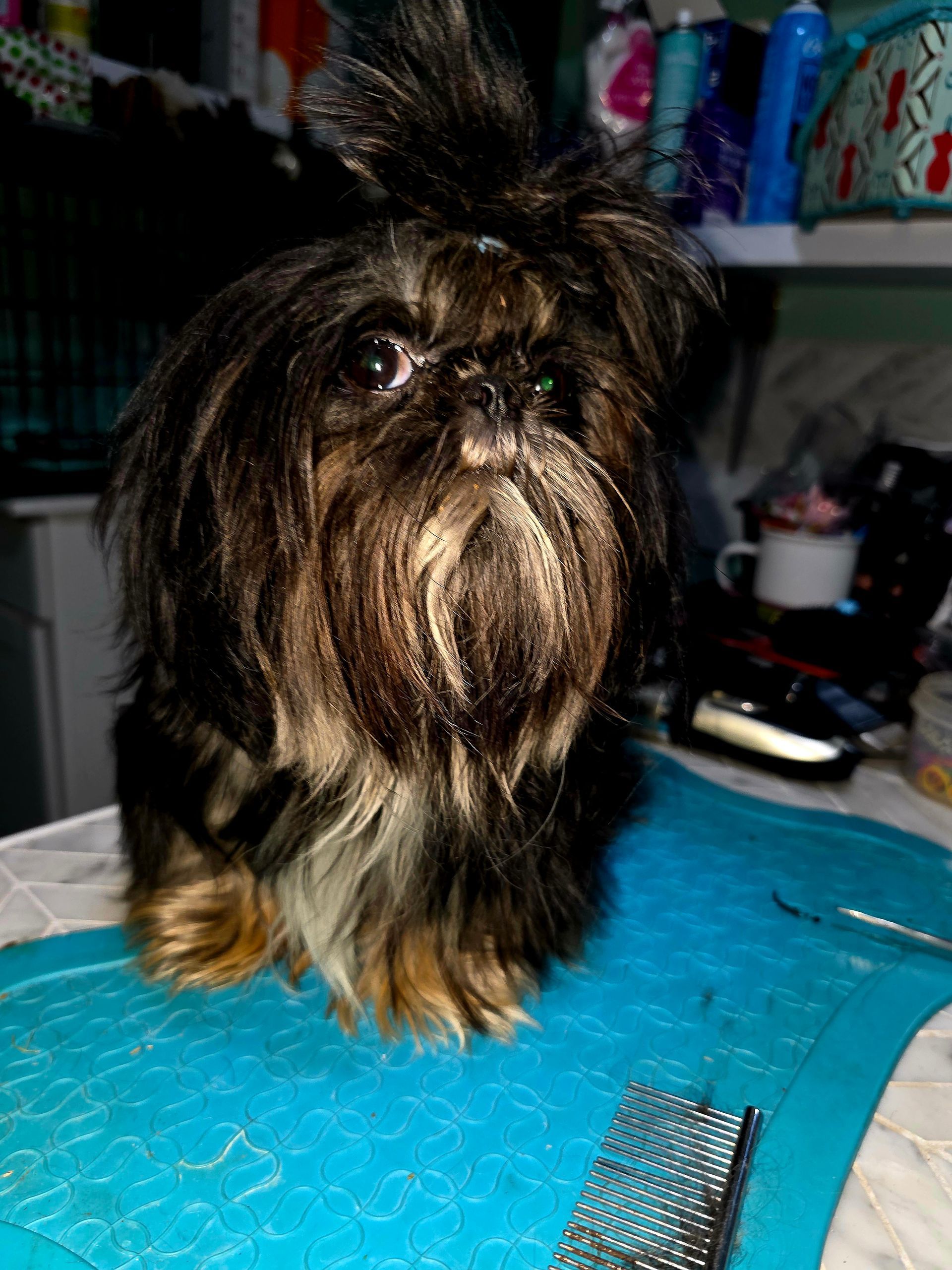 Small fluffy tan dog with a yellow bow lying on a table near a window
