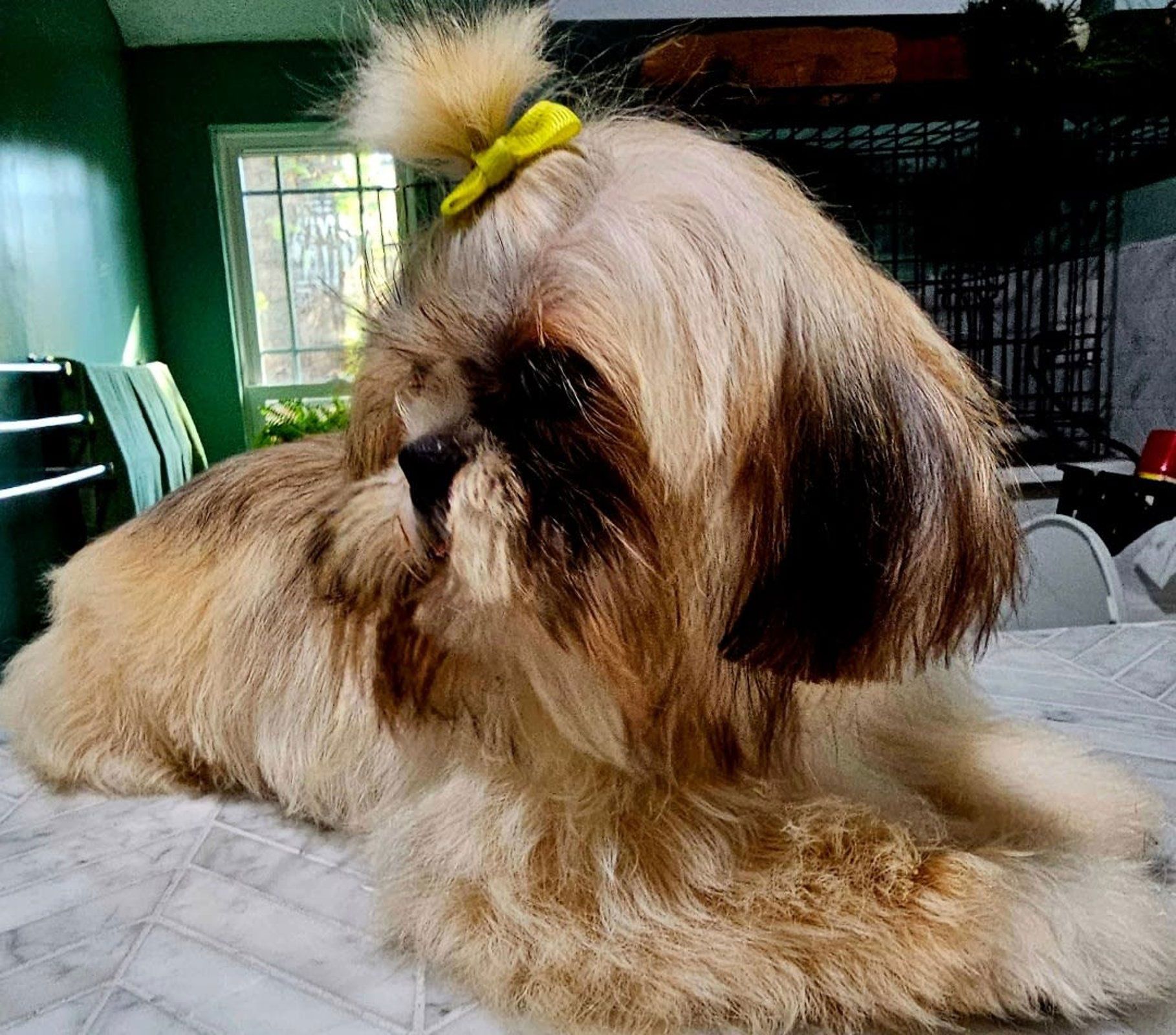 Small fluffy tan-and-brown dog with a yellow bow lying on a table indoors.
