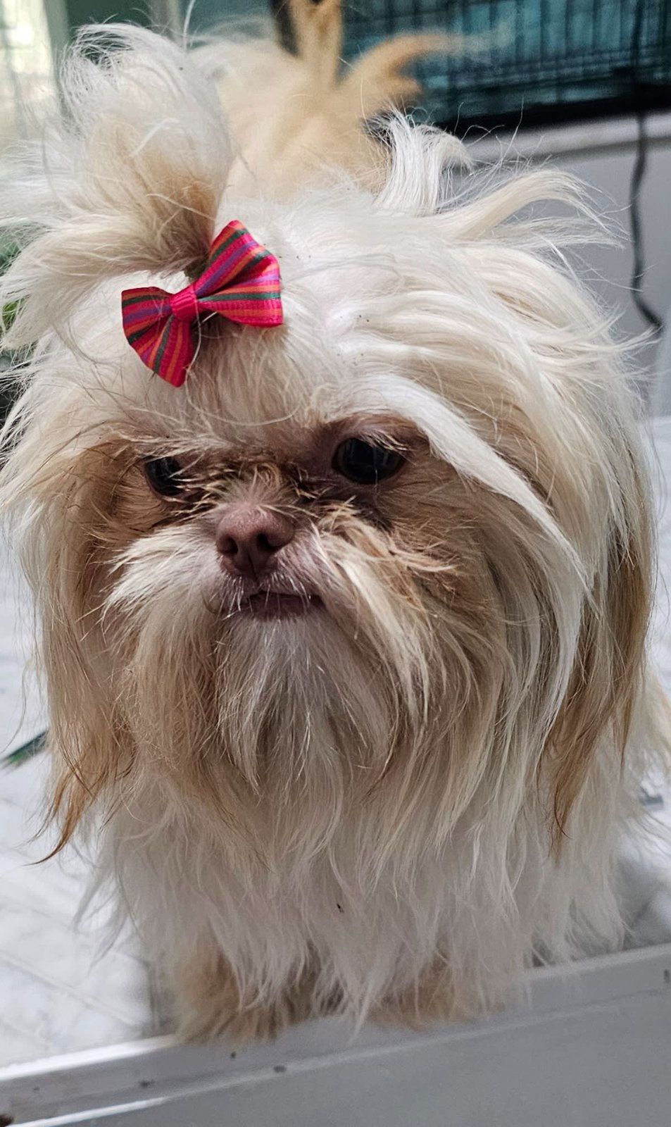 Small fluffy cream-colored dog with a pink bow, looking at the camera indoors