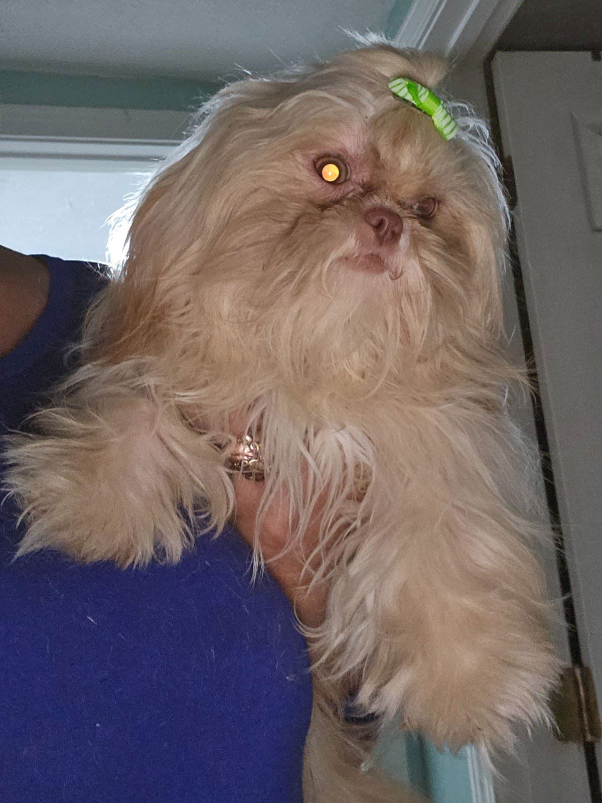 Fluffy tan dog with a green bow on its head being held indoors