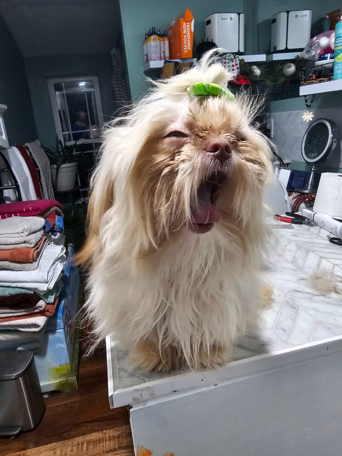 Small fluffy dog with a green bow yawning on a white table in a kitchen.