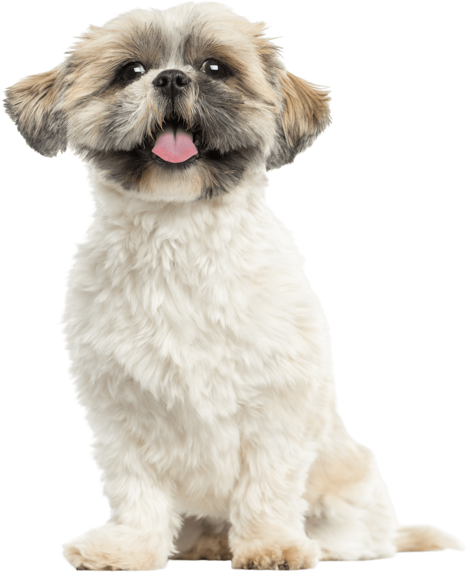 Small fluffy tan-and-white dog sitting with tongue out against a white background