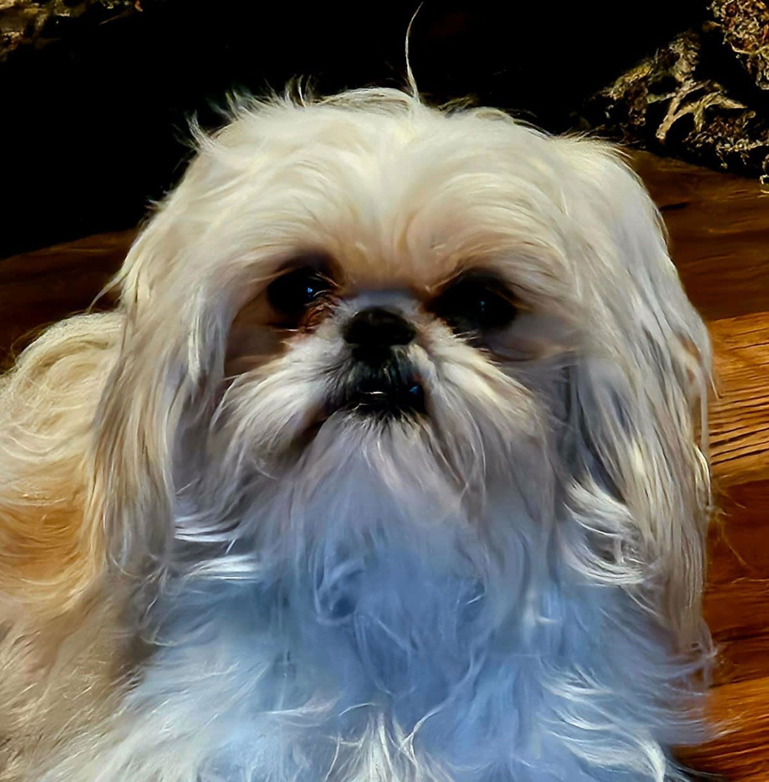 Small white fluffy dog with long fur and dark eyes, sitting indoors on a wooden floor.