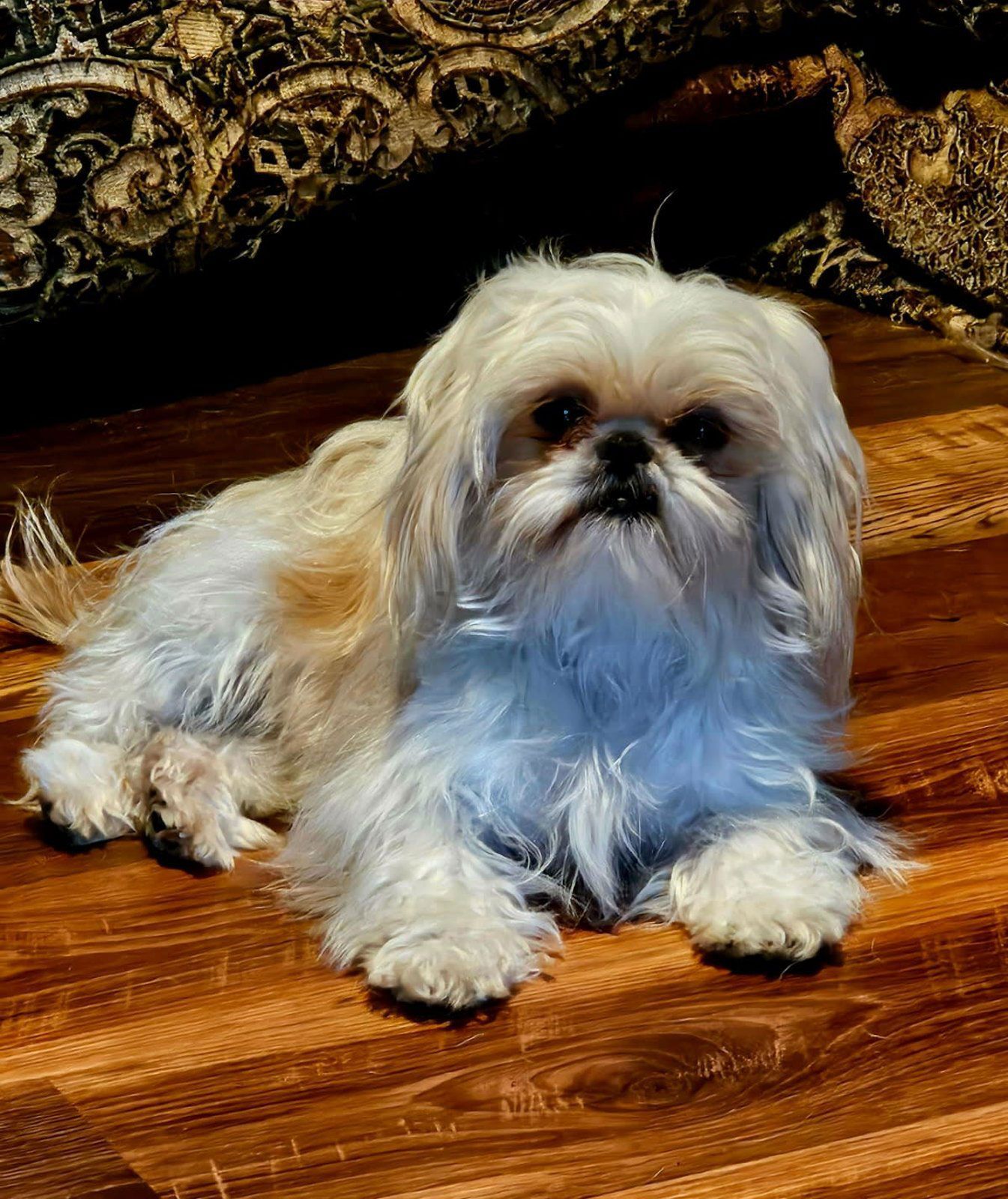 Small white dog lying on a wooden floor, facing forward with a calm expression.