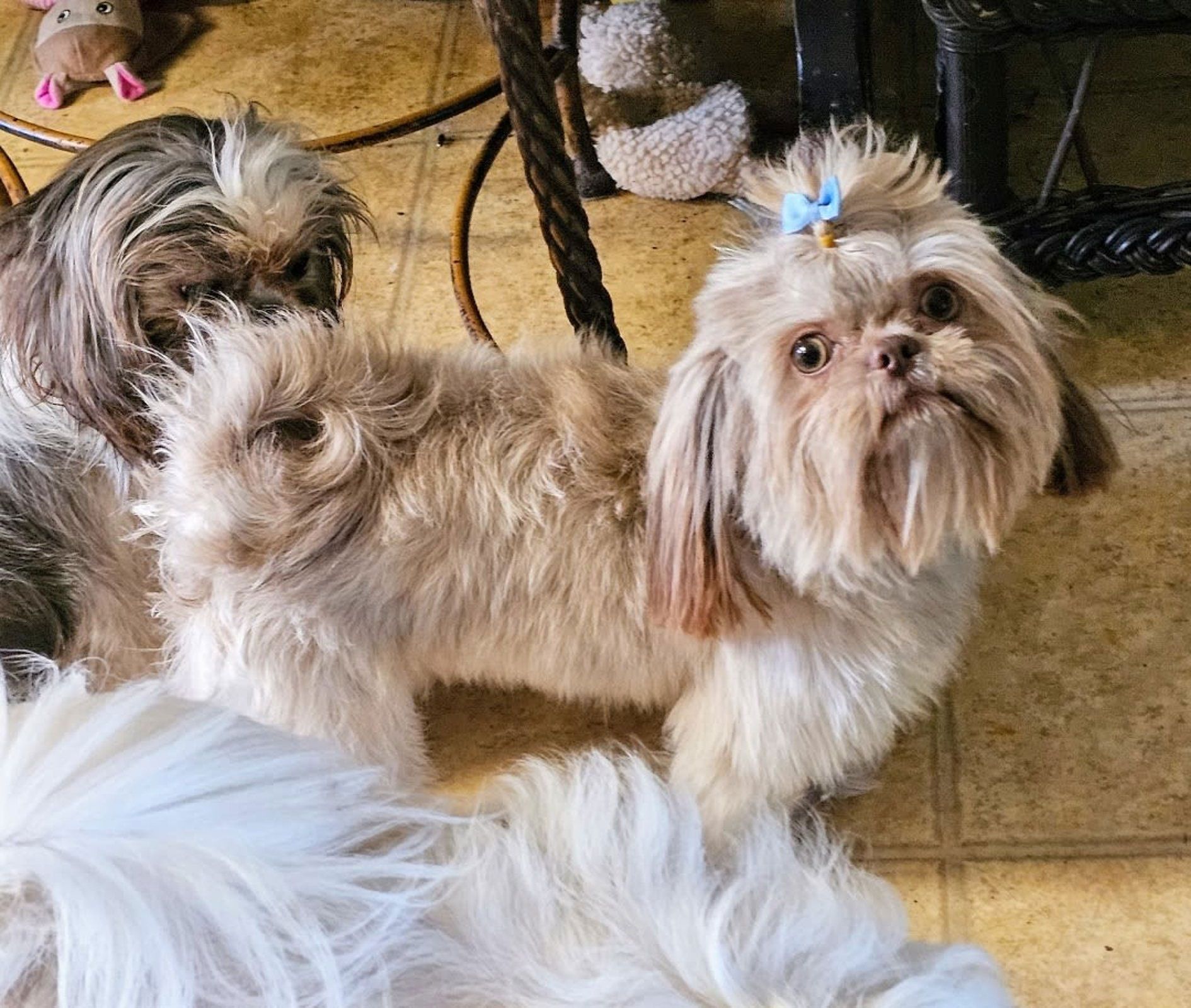 Two fluffy tan-and-white dogs indoors, one with a blue bow, standing on a tiled floor.