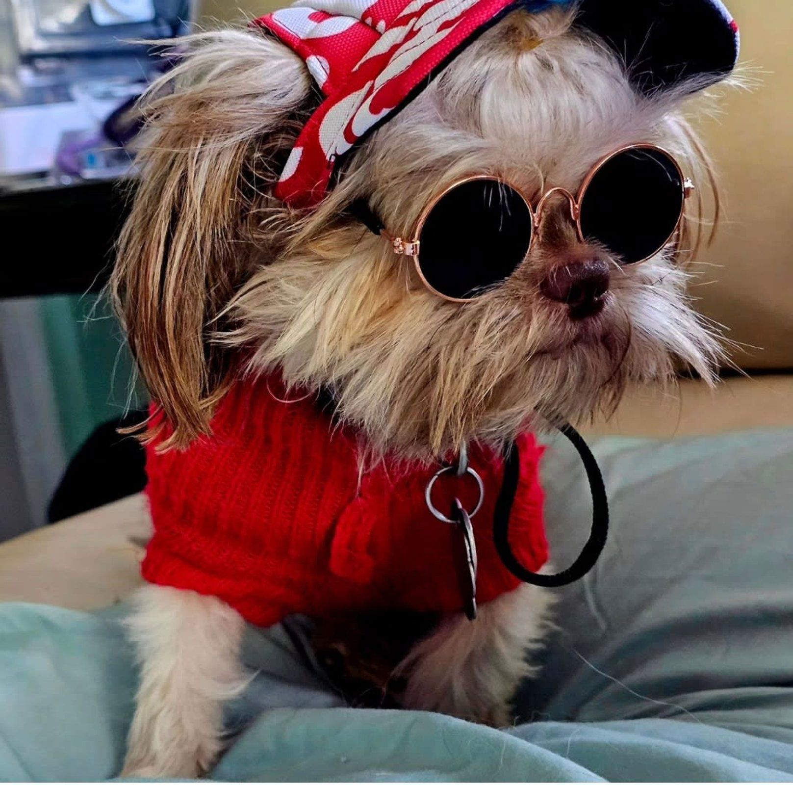 Small dog in red sweater and sunglasses, wearing a red bandana, sitting on a bed