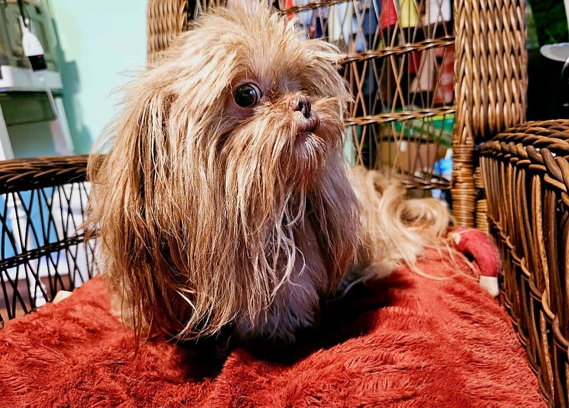 Small shaggy brown dog lying on a red blanket, looking off to the side.