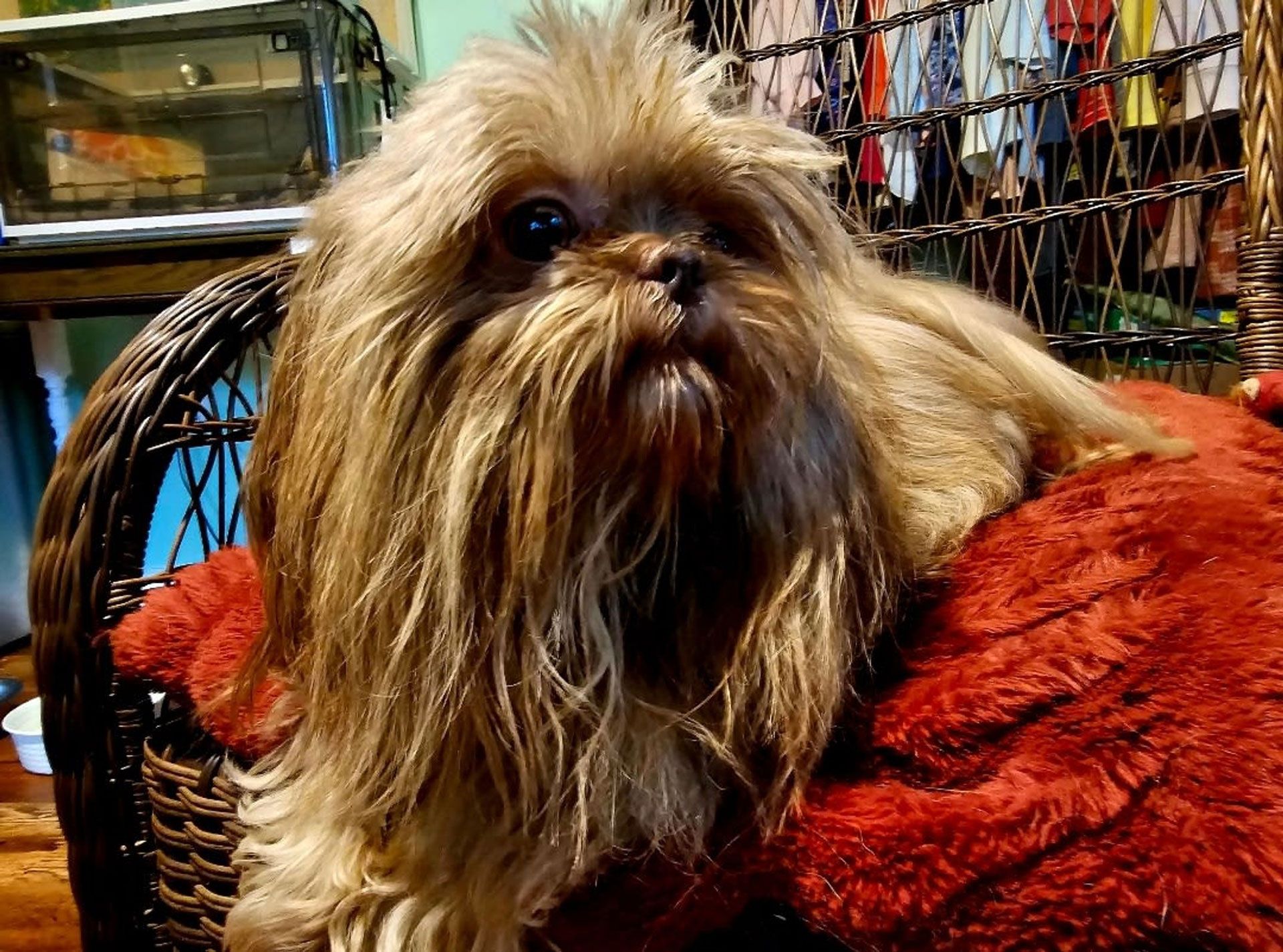 Small shaggy dog resting on a red blanket indoors, looking at the camera