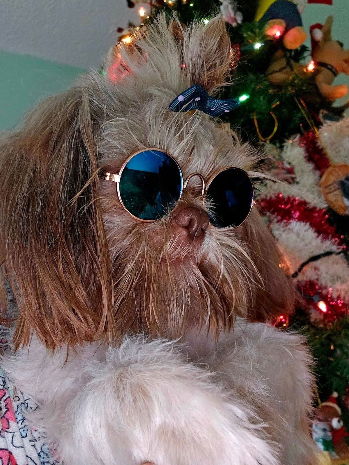 Small fluffy dog wearing round sunglasses in front of a decorated Christmas tree