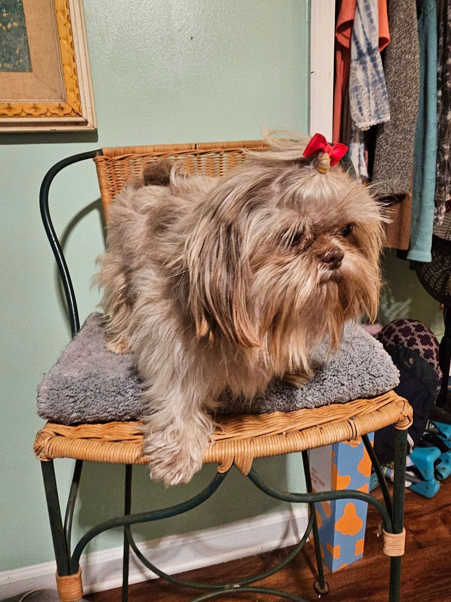 Small shaggy dog with a red bow sitting on a wicker chair indoors