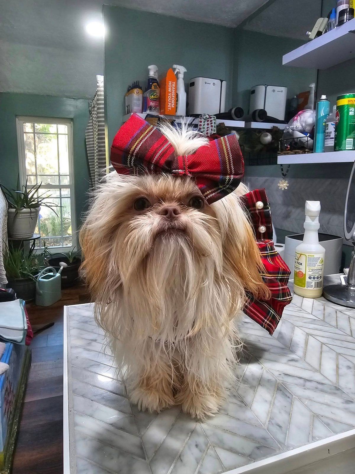 Small shaggy dog with a red plaid bow standing on a kitchen counter
