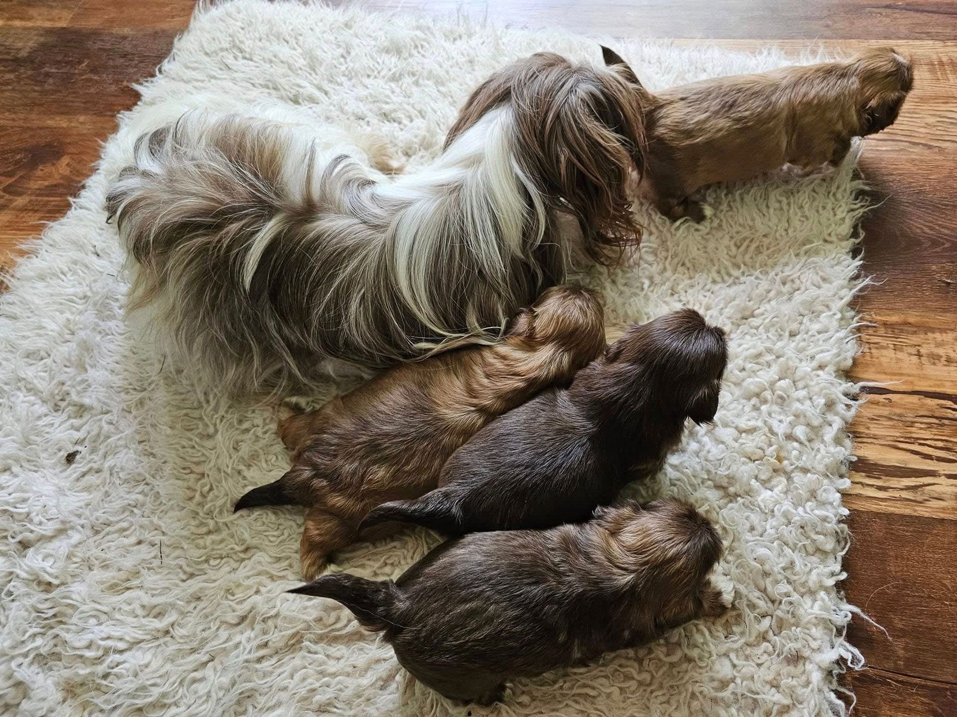 Dog lying on a cream rug beside two small chicks
