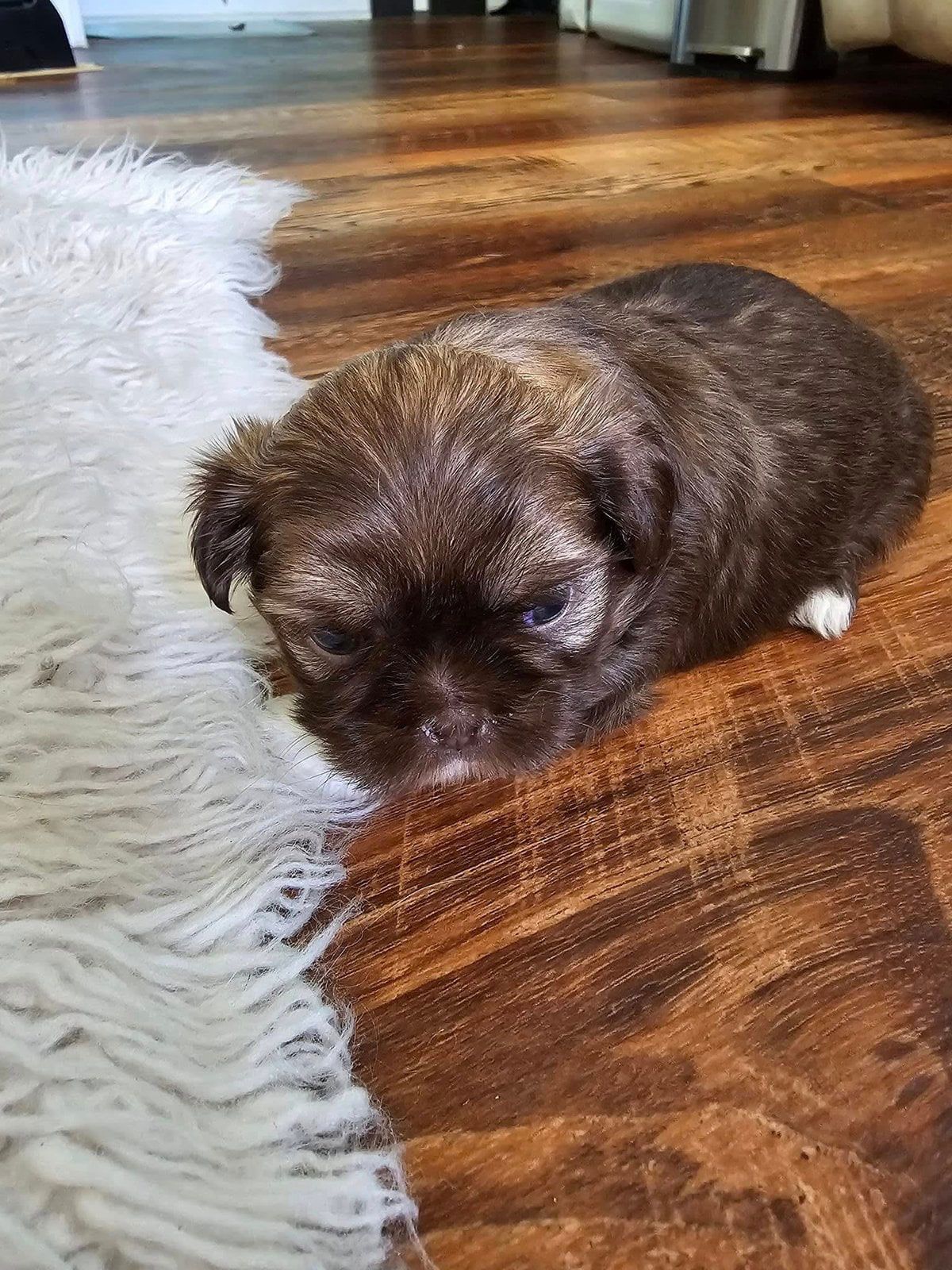 Small brown puppy sleeping on a hardwood floor beside a white rug