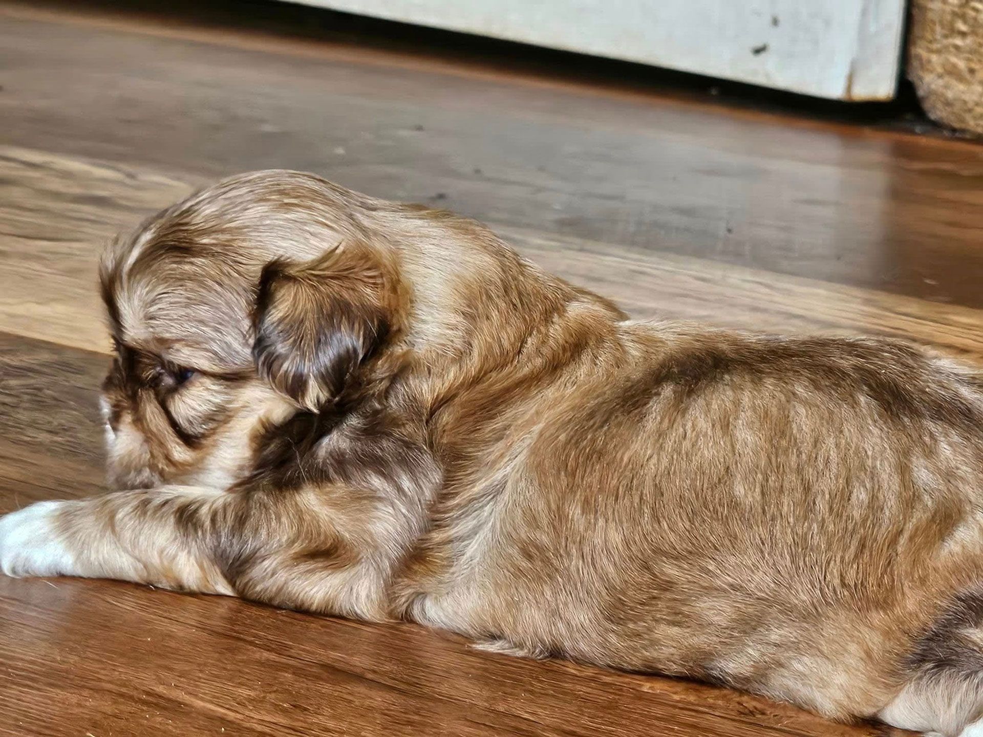Small brown puppy lying on a wooden floor, resting with its head down.