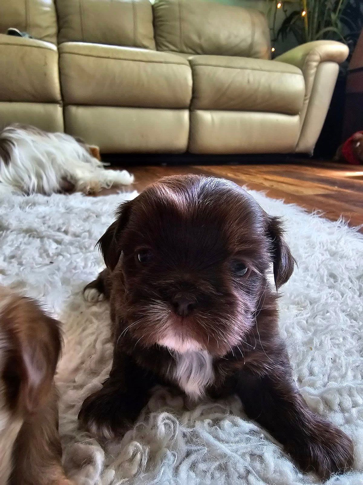 Small brown puppy lying on a shaggy rug in a living room, with a tan couch behind it