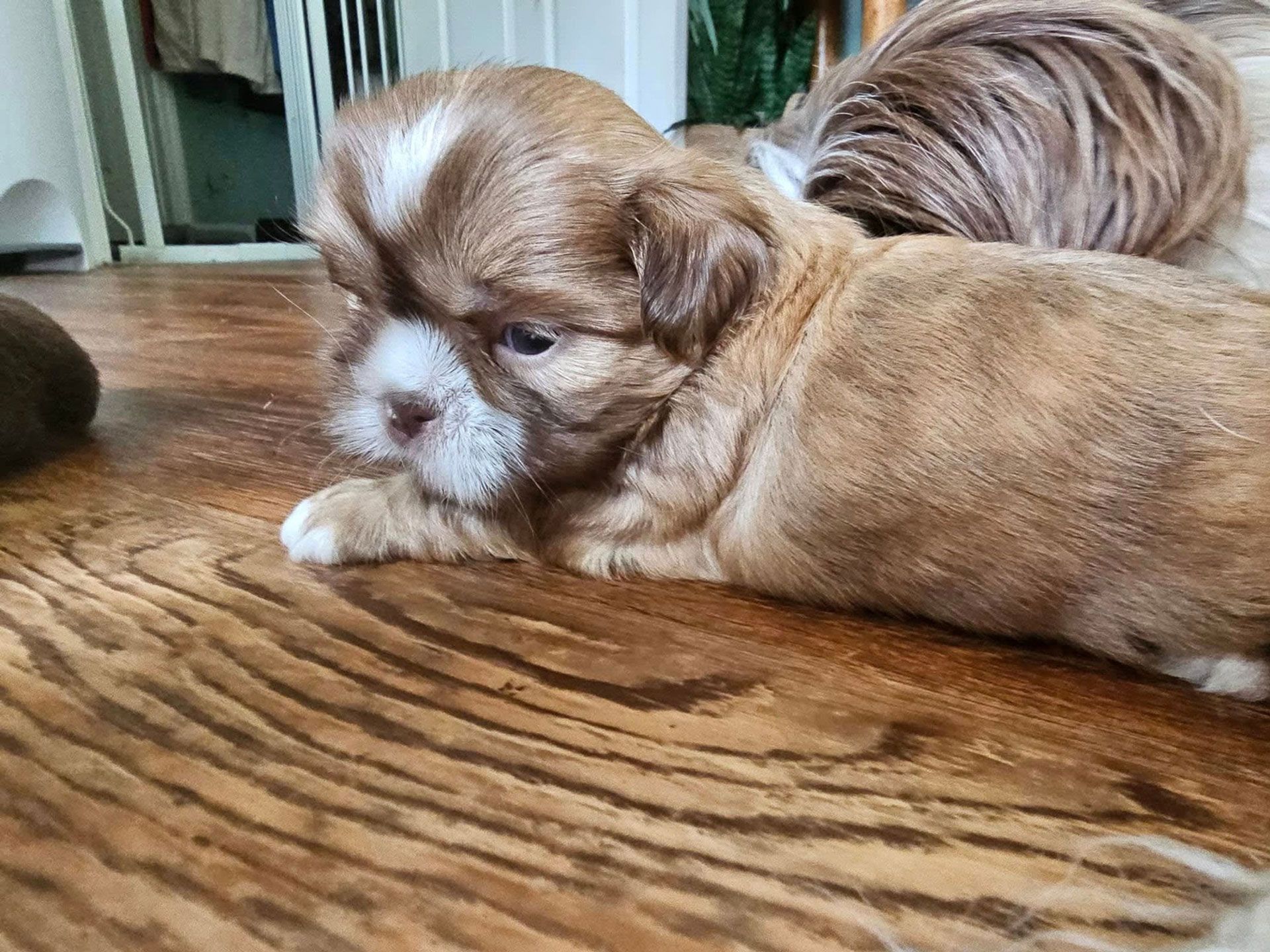 Two small brown-and-white puppies lying on a wooden floor, one resting its head down.