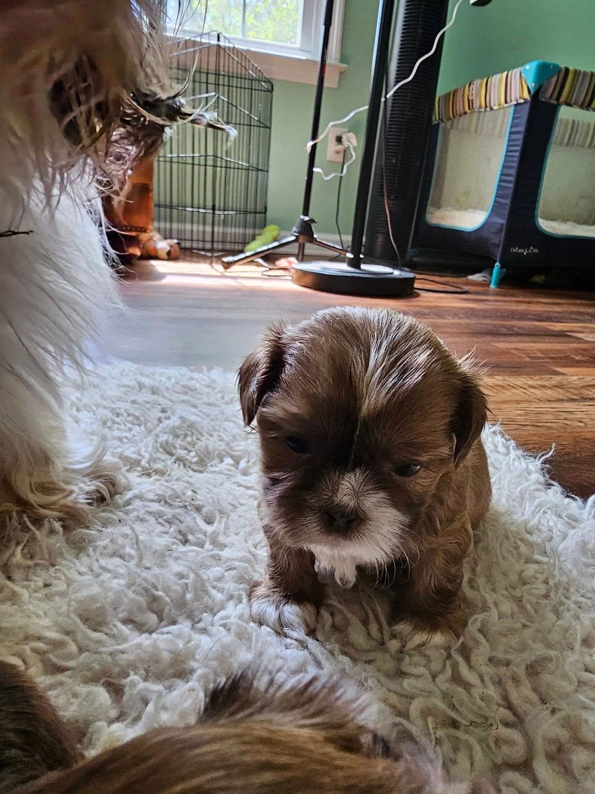 Brown puppy on a shaggy rug indoors, with a larger dog partly visible in the background.